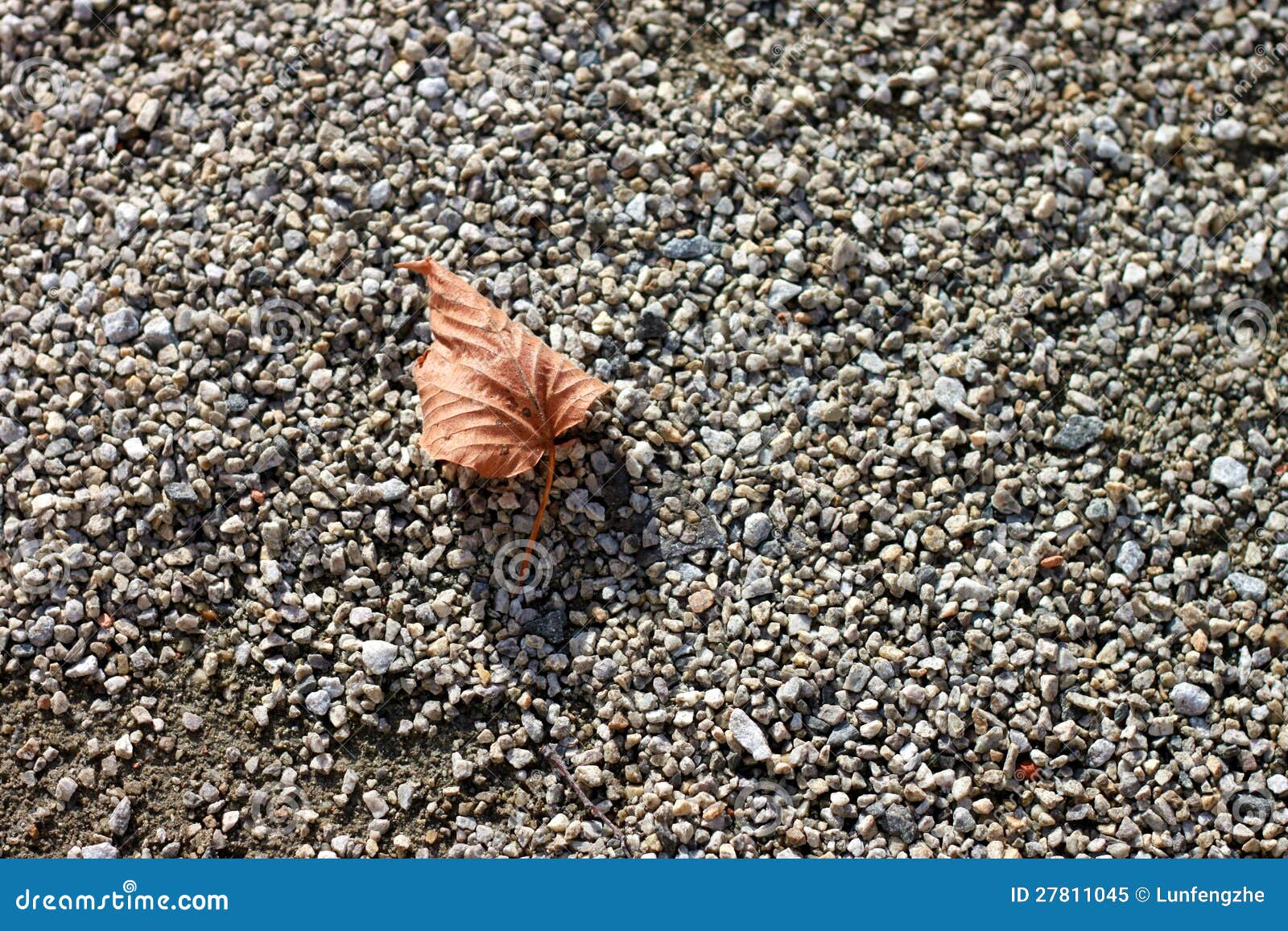 Autumn leaf on the ground stock