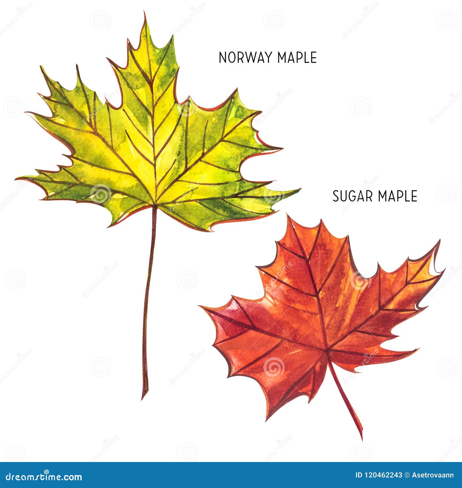 Autumn Leaf Norway And Sugar Maple Autumn Maple Leaf Isolated On A White Background Watercolor Illustration Stock Illustration Illustration Of Canada Bright