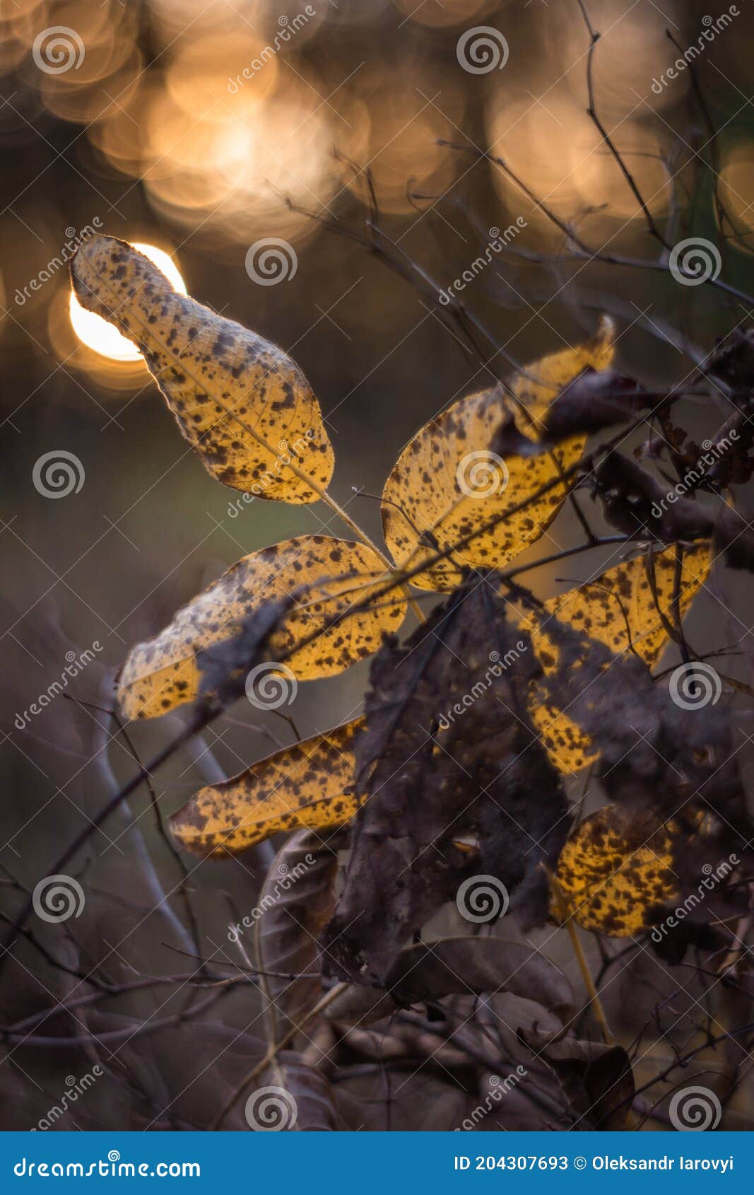 autumn leaf in the rays of the setting sun as a composition of scenic  and background.