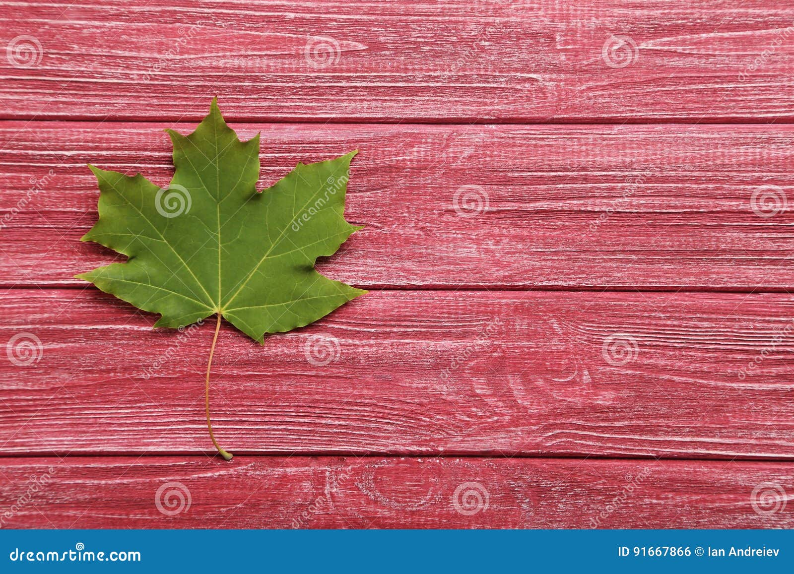 Autumn leaf stock photo. Image of leaf, flora, stem, color 91667866