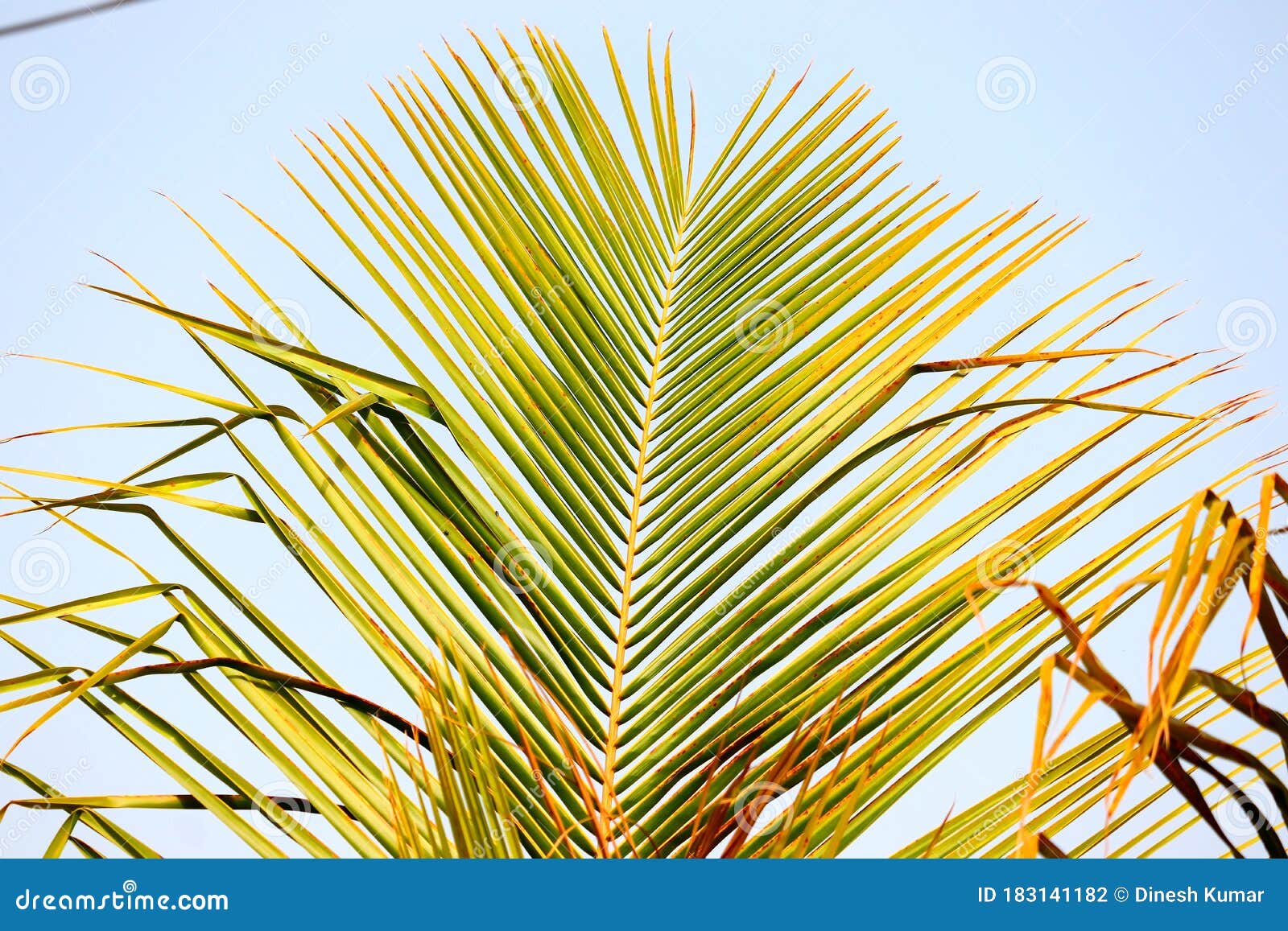 Autumn Leaf of Yellow Palm on Tree Stock Photo Image of green