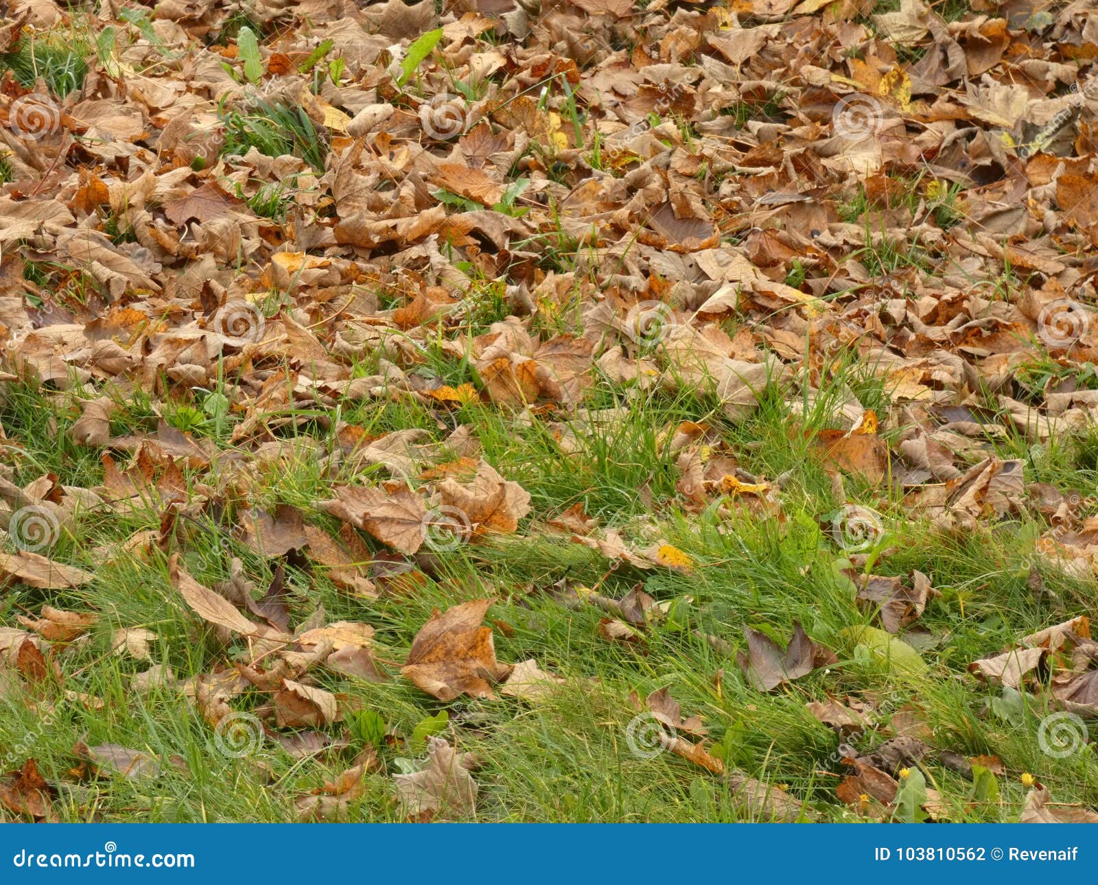 autumn leafage foliage - fallen leaves on the lawn fall