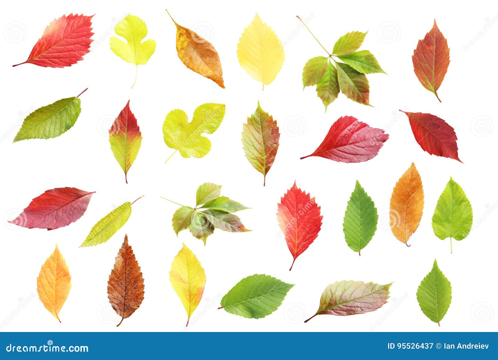 Autumn leafs stock image. Image of autumnal, defoliation - 95526437