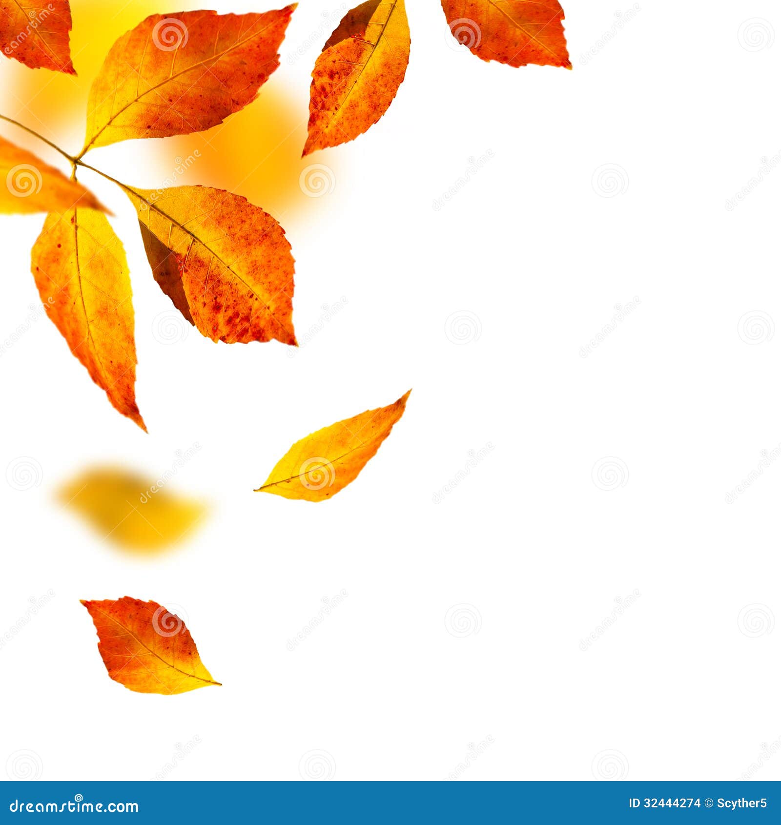 Autumn Leafs on White Background Stock Photo Image of color, closeup