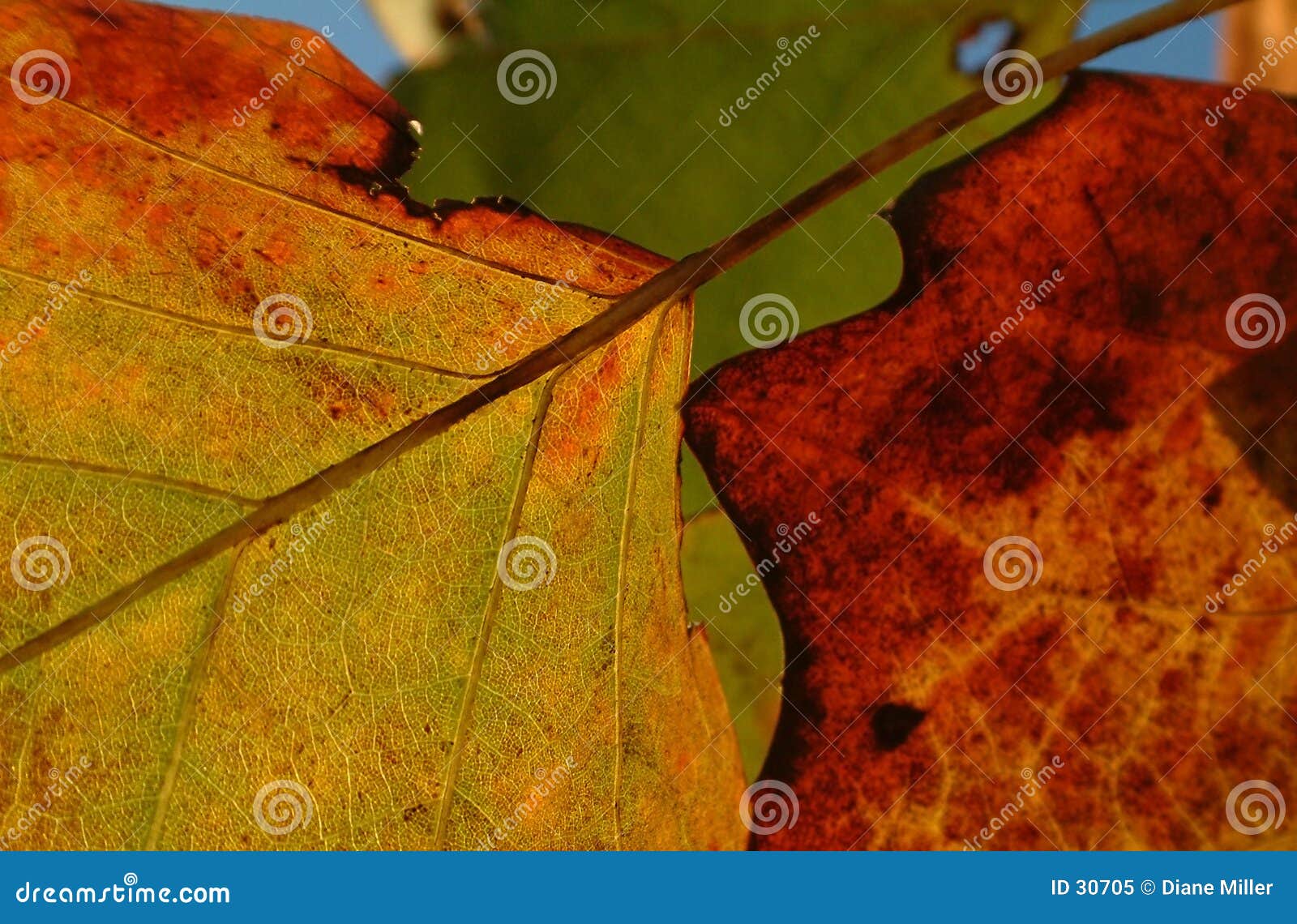 Autumn leaves stock image. Image of nature, green, november - 30705