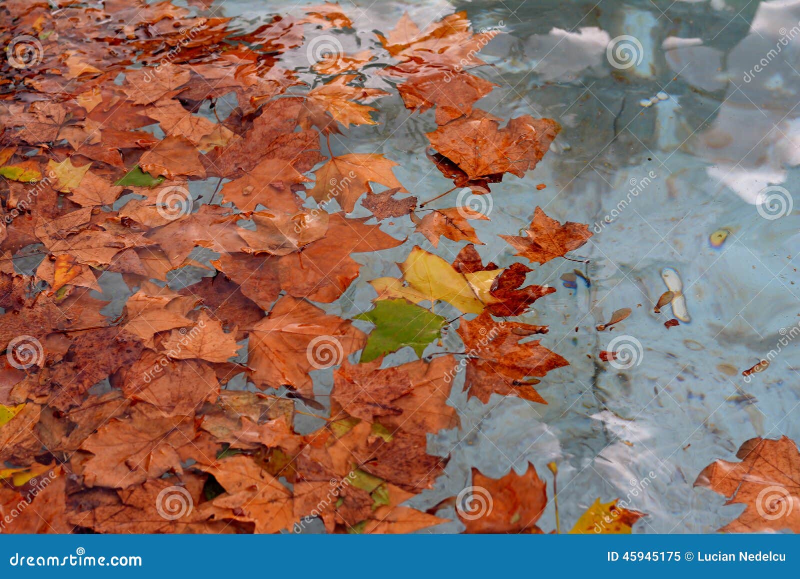 Autumn Leaves. L'eau de lames d'automne