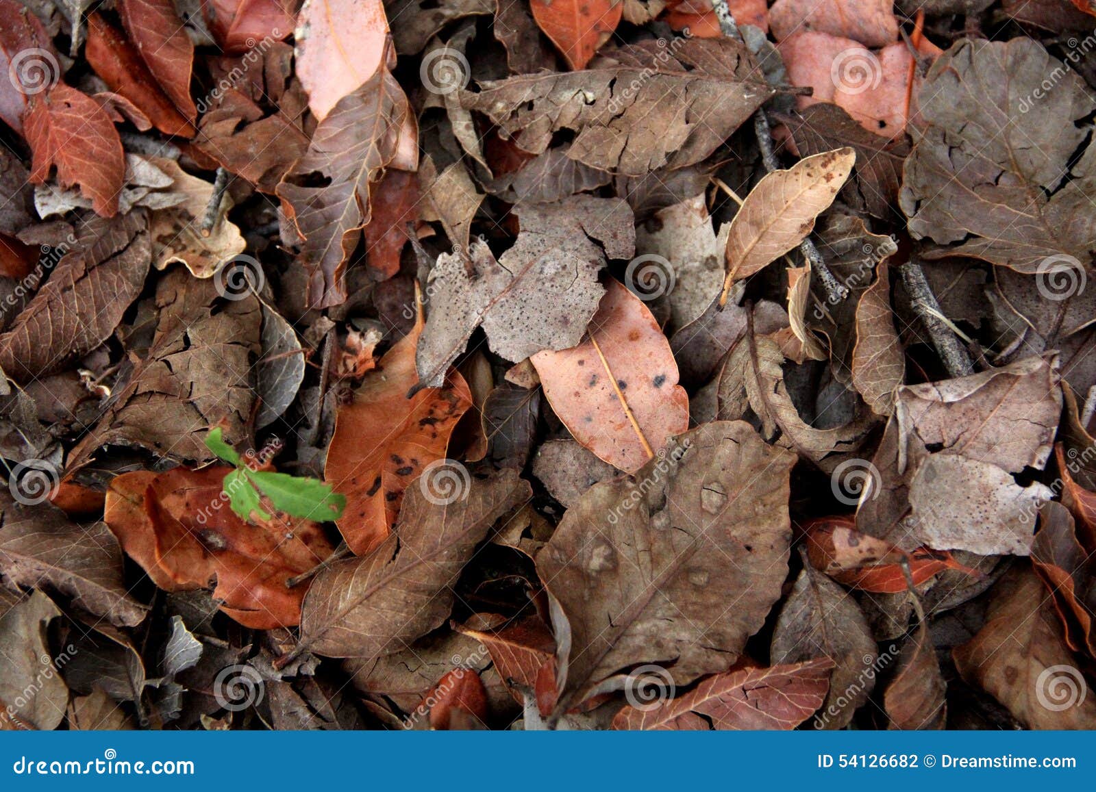 Autumn Leaves. Detalles de un otoño hermoso