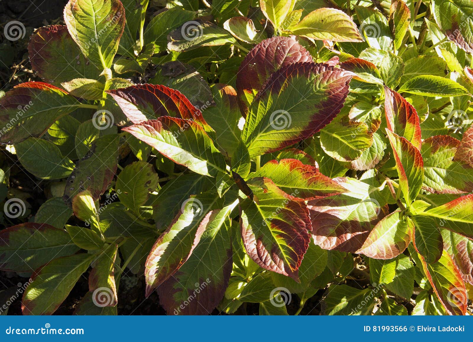 Autumn Leaves. As folhas de outono fecham-se acima na luz do sol