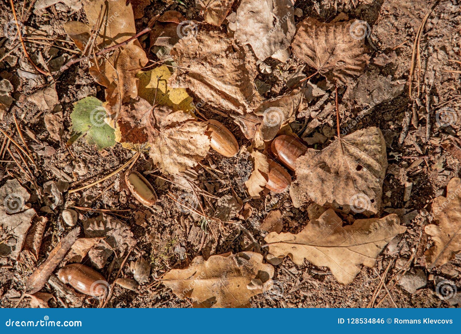 autumn leaves and acorn. abstract autumn texture