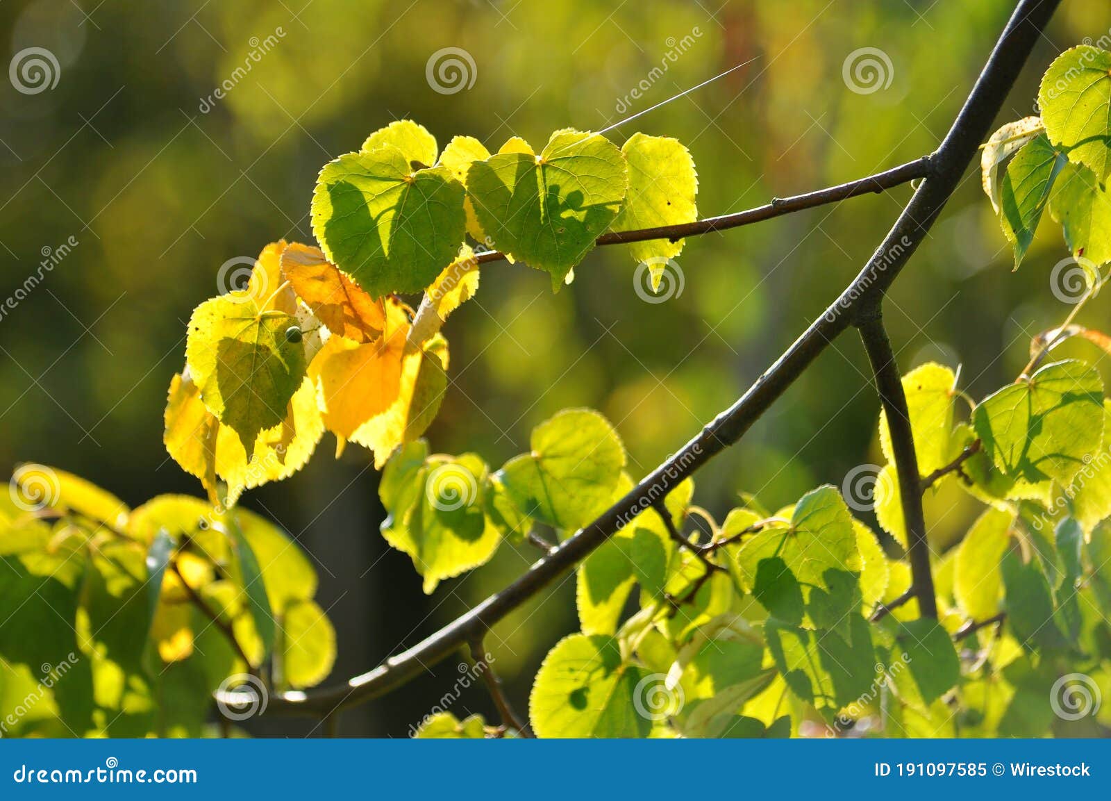 Autumn Leaves of an Alder Tree on a Sunny Day Stock Image Image of