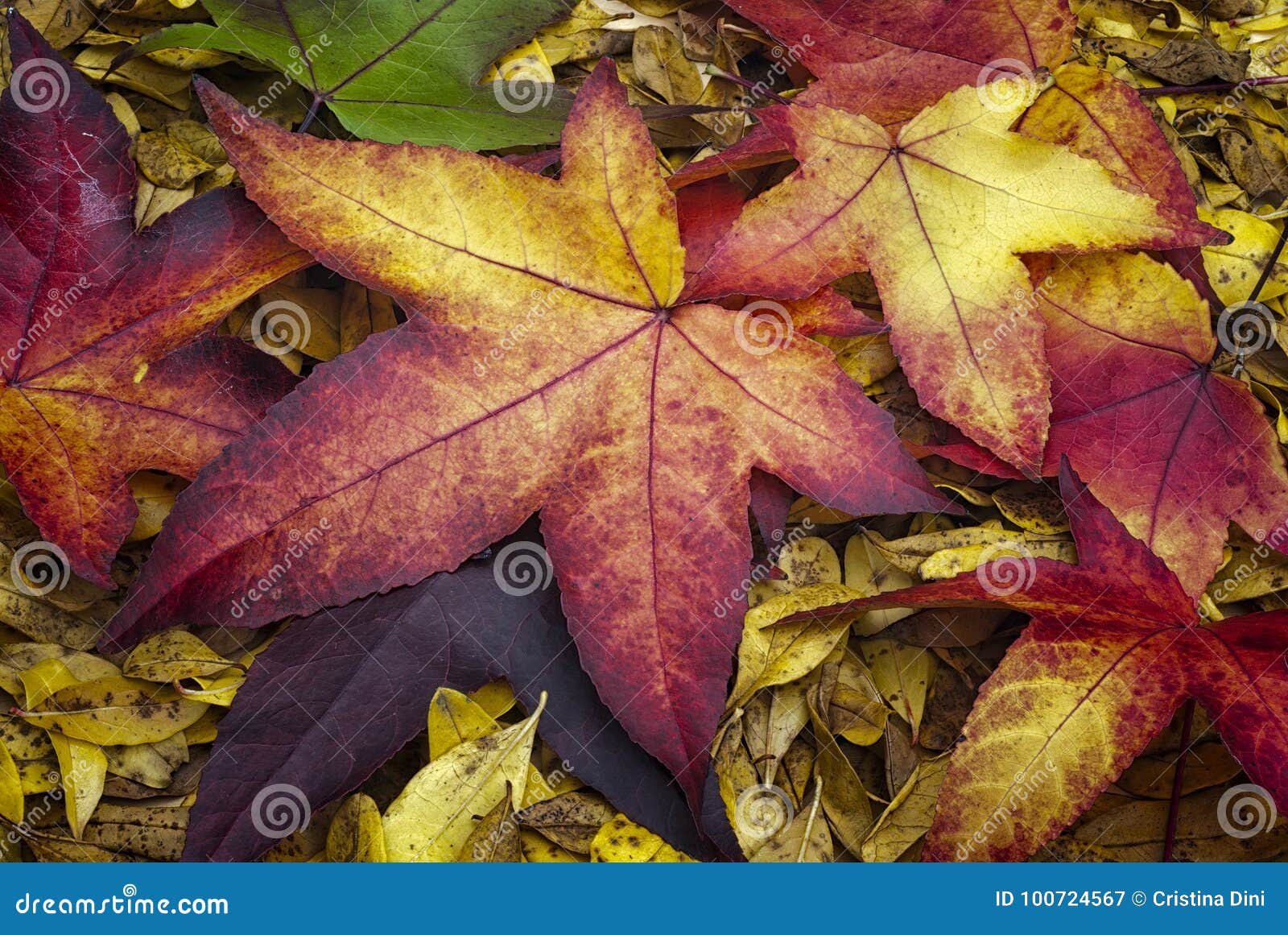 autumn leaves of american sweetgum liquidambar styraciflua