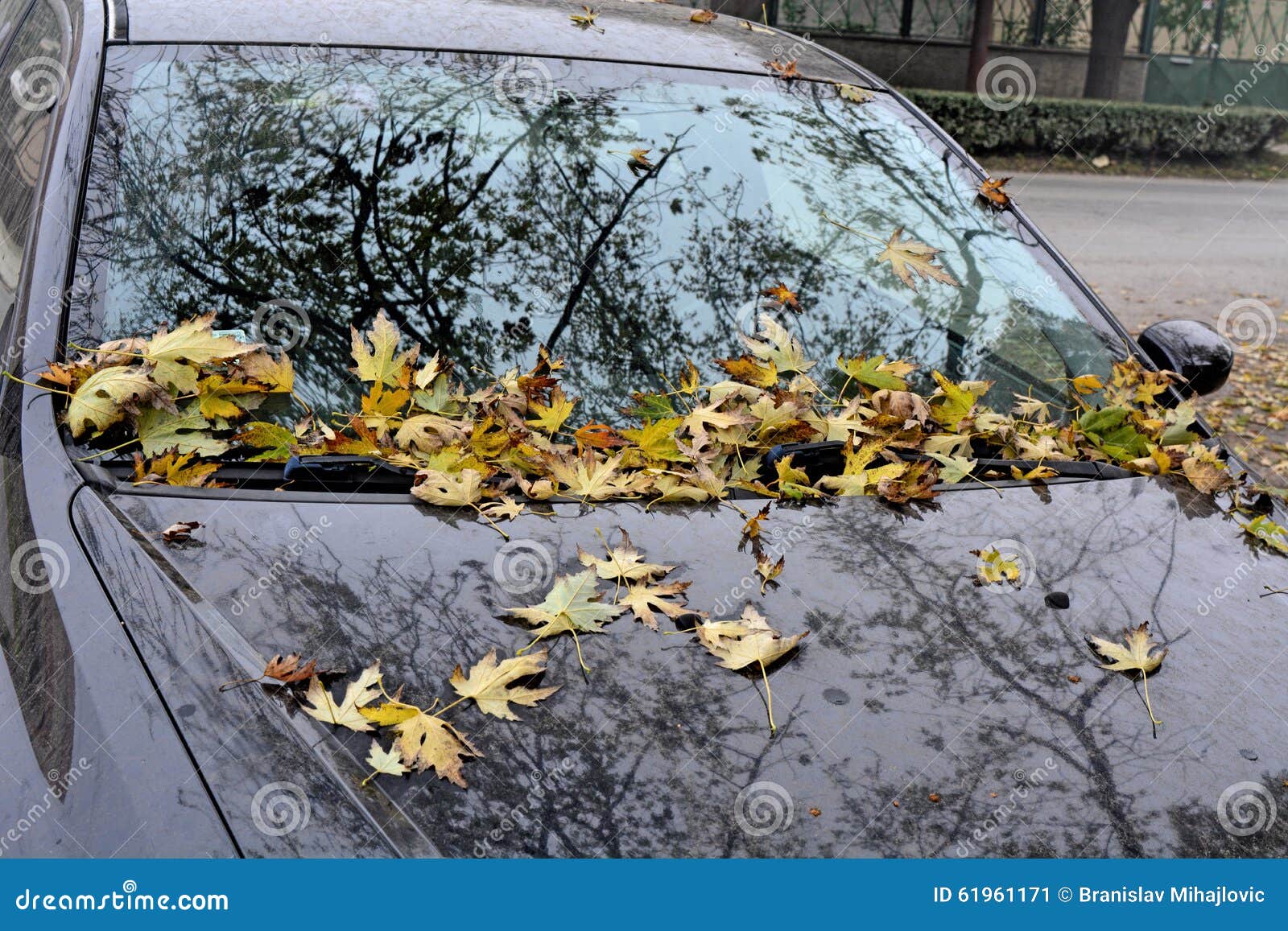 Autumn leaves on auto stock image. Image of heap, fall 61961171