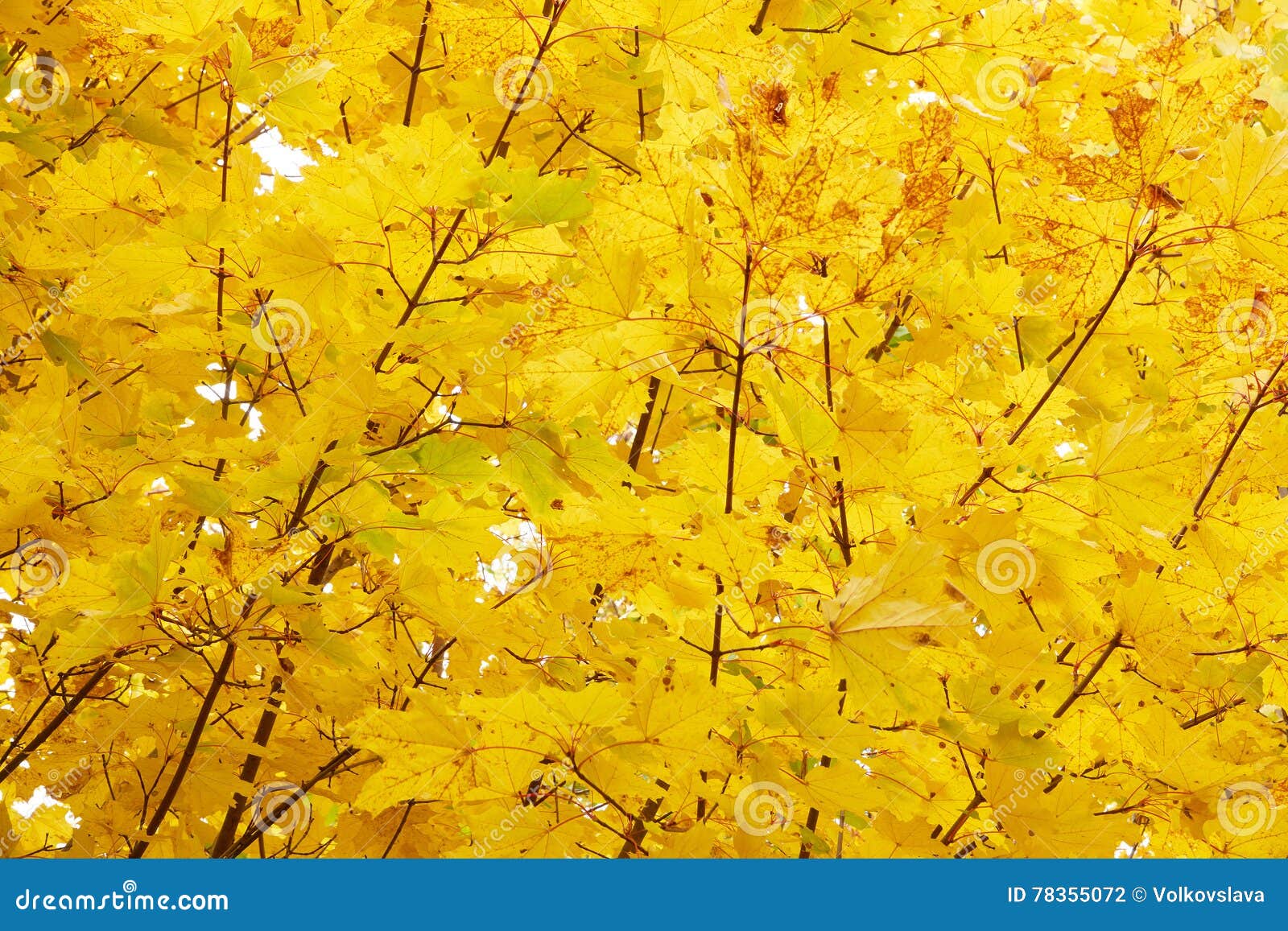 Autumn Leaves Autumn Close Up Leaves Yellow Leaves And Sunlight