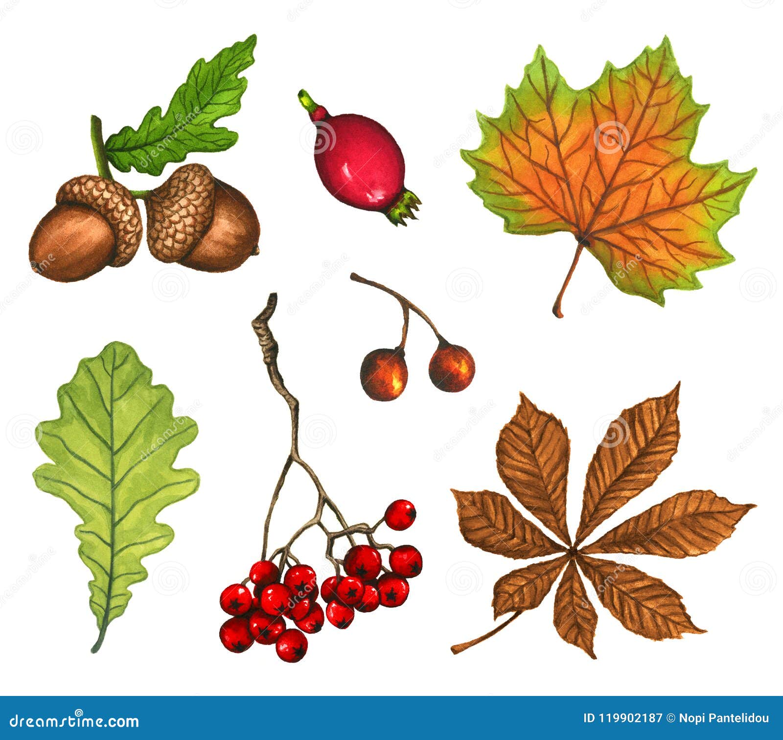 acorns and leaves clip art