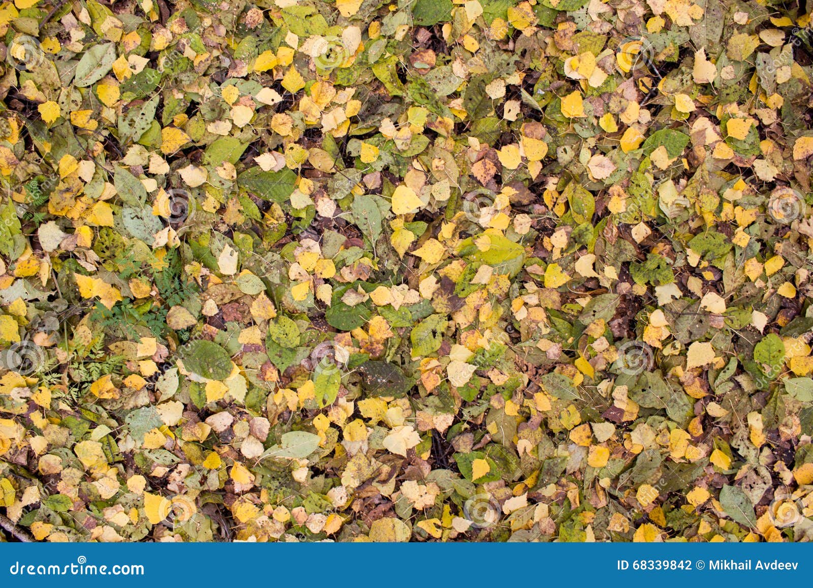 Autumn leaves carpet stock photo. Image of plant, brown - 68339842