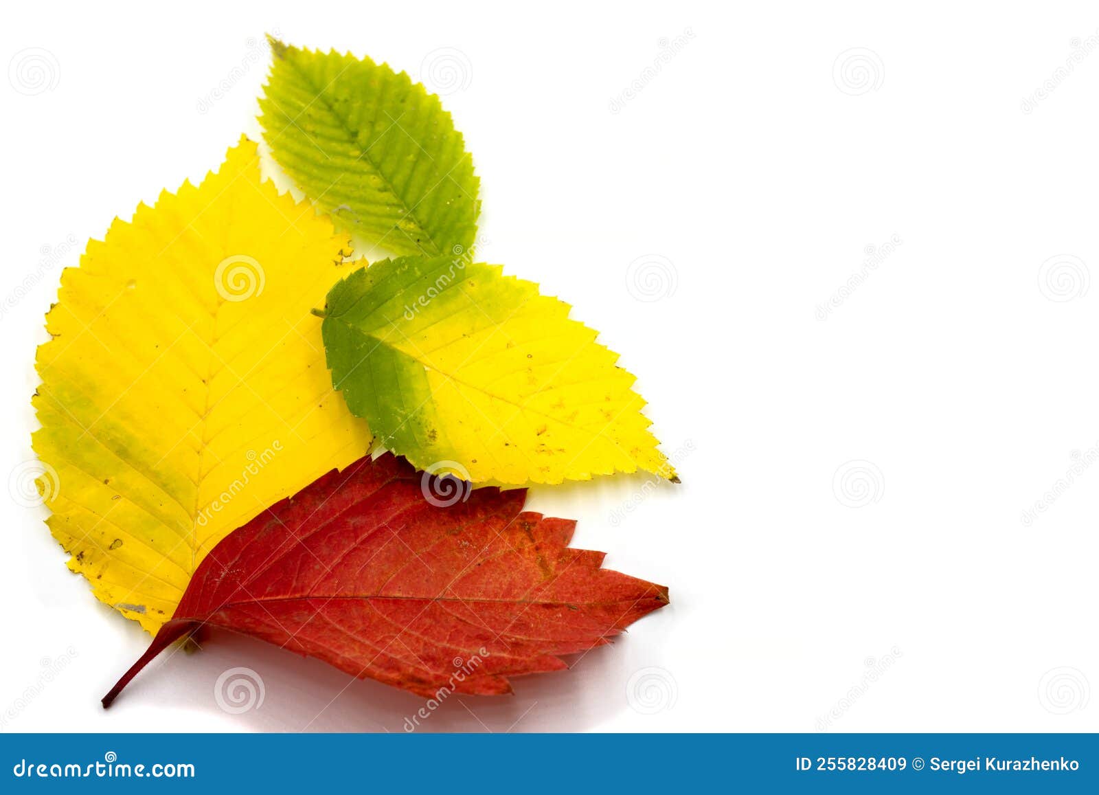Autumn Leaves Closeup on a White Background Stock Image Image of