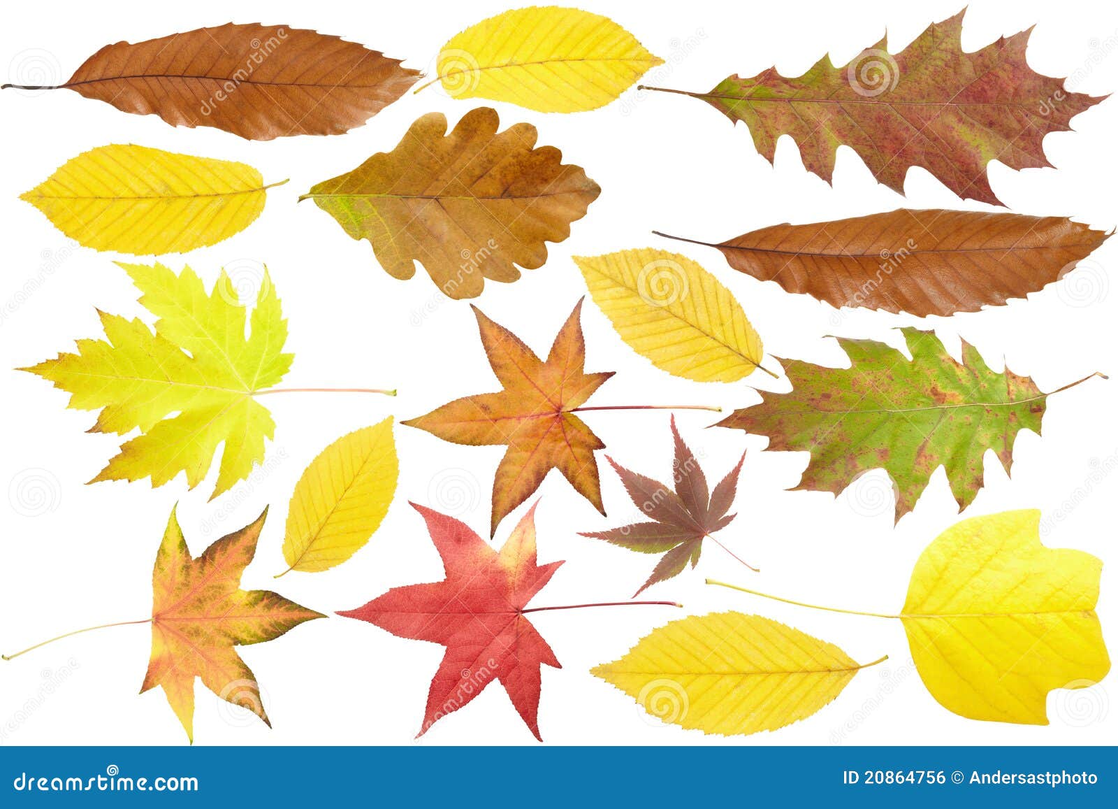 Autumn leaves collection stock photo. Image of background - 20864756