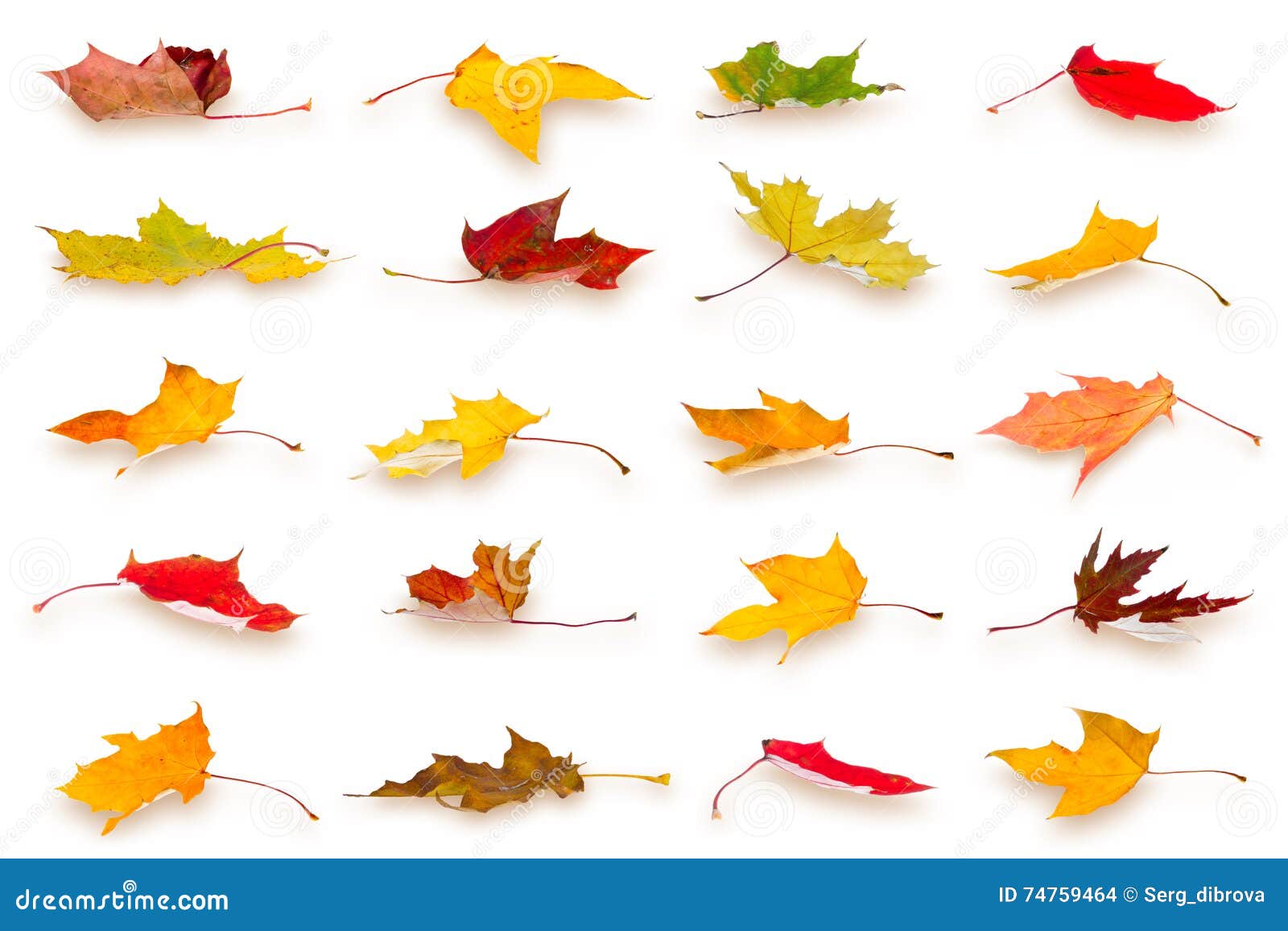 Autumn leaves collection stock photo. Image of leaf, isolated - 74759464