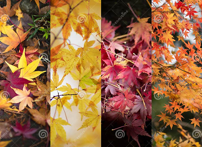 Autumn Leaves Color Changes Stock Photo Image of leaves, sets 64739190