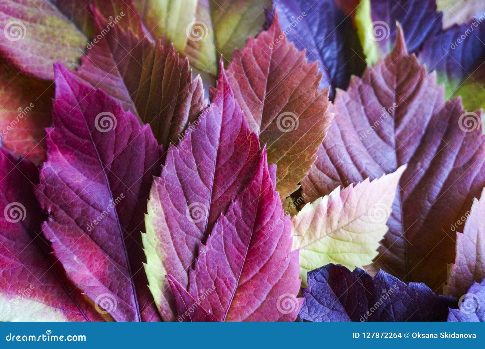 Autumn Leaves. Colorful Autumn Leaves of Wild Grapes. Autumn Time ...