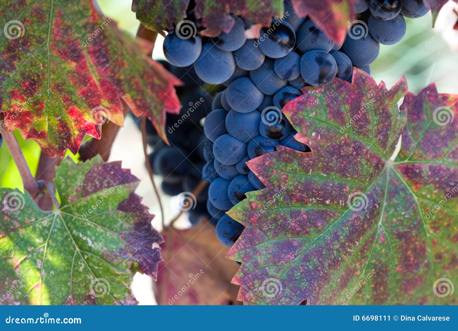 autumn leaves dew laden blue wine grapes