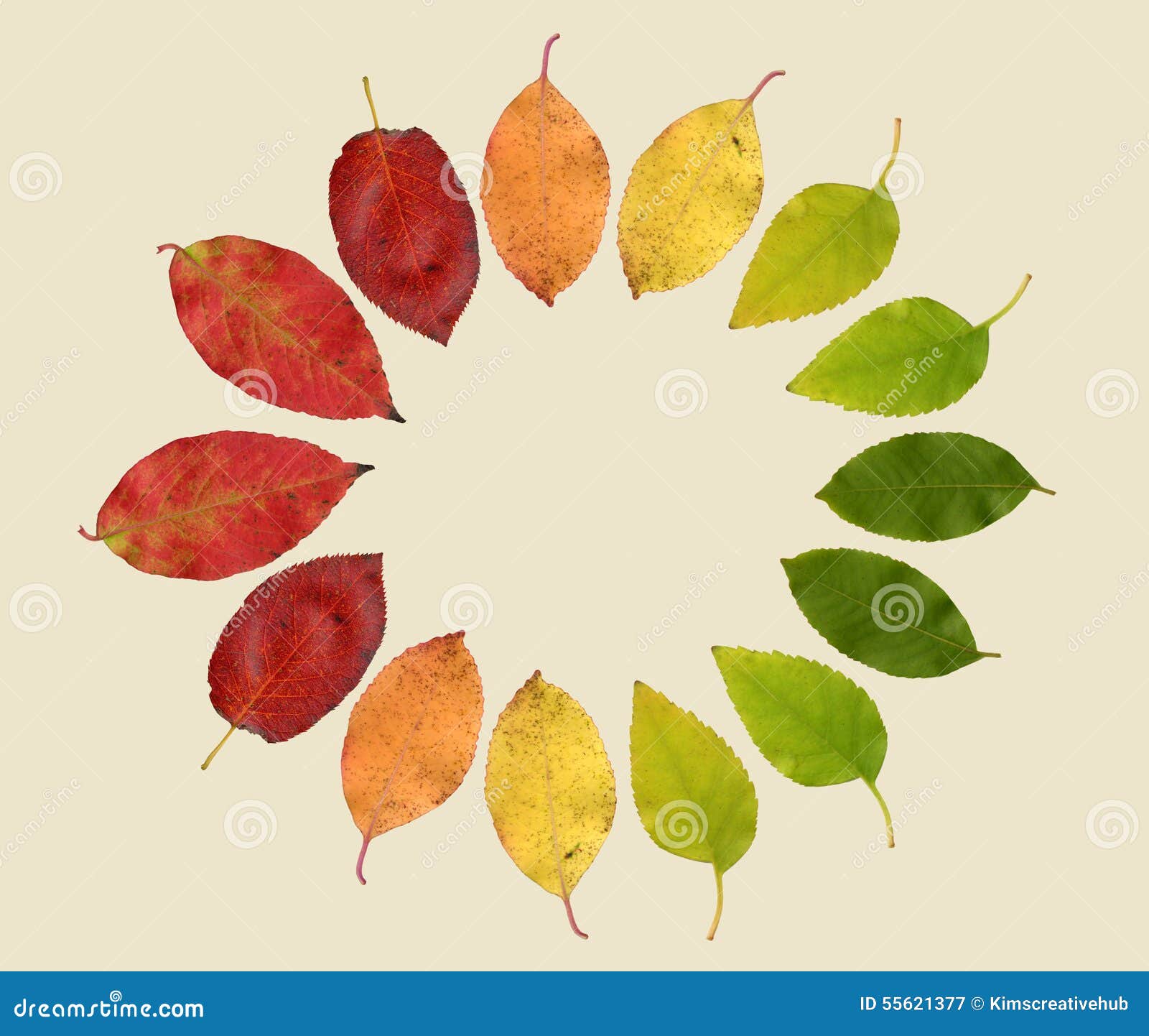 Autumn Leaves In Different Colors Stock Photo - Image: 55621377