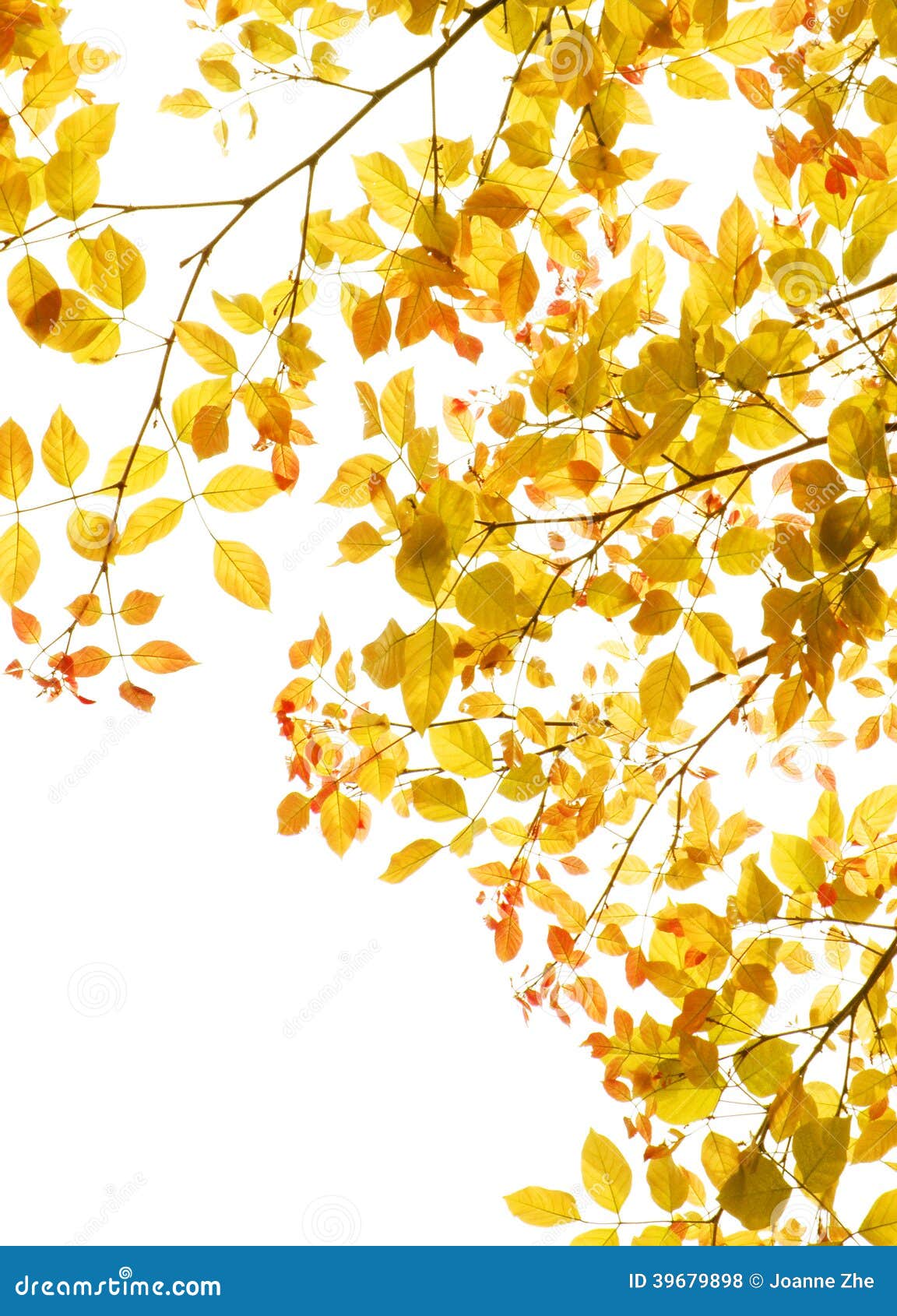 autumn leaves foliage border