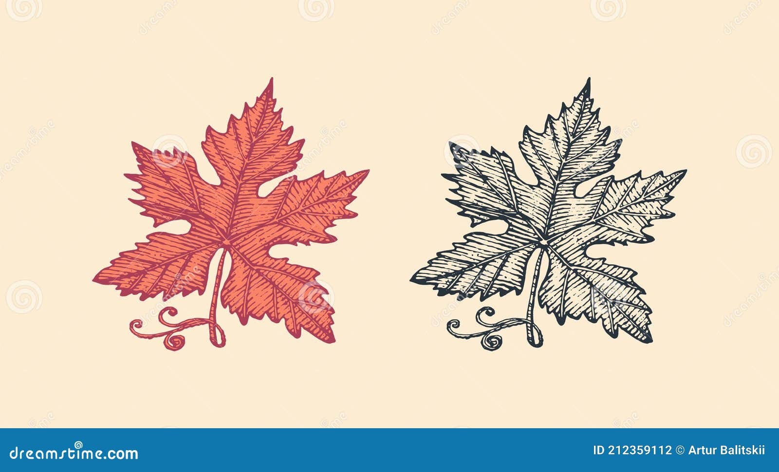 Hand drawn maple leaf vintage engrave sketch Vector Image