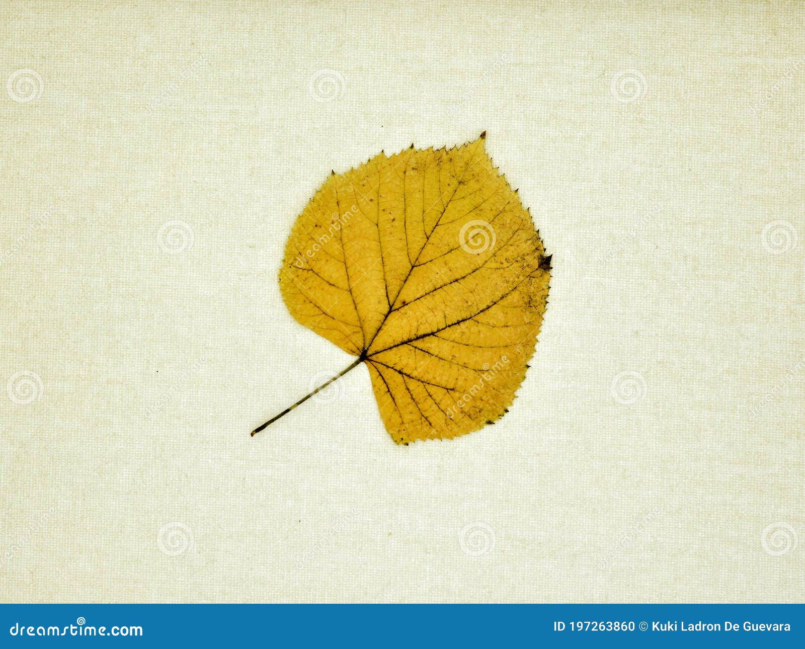 autumn leaves  on a canvas