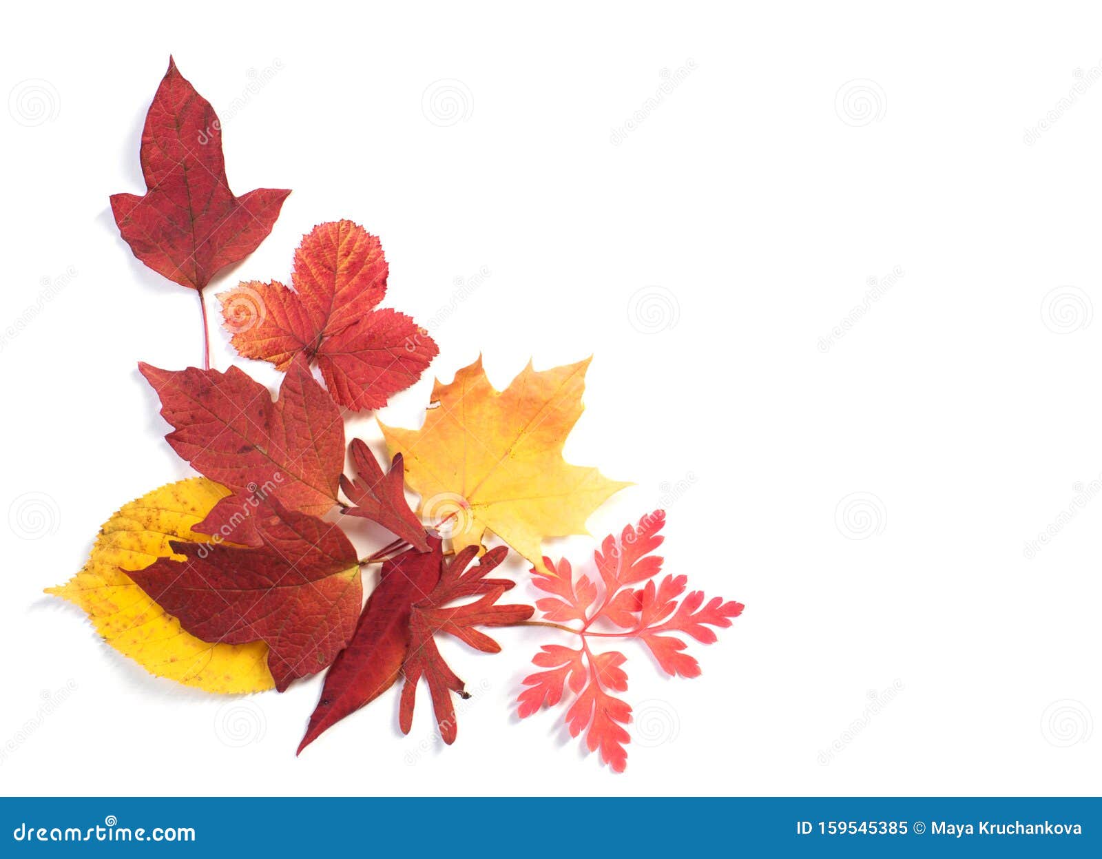 Autumn Leaves Isolated on White Background Stock Image Image of cozy