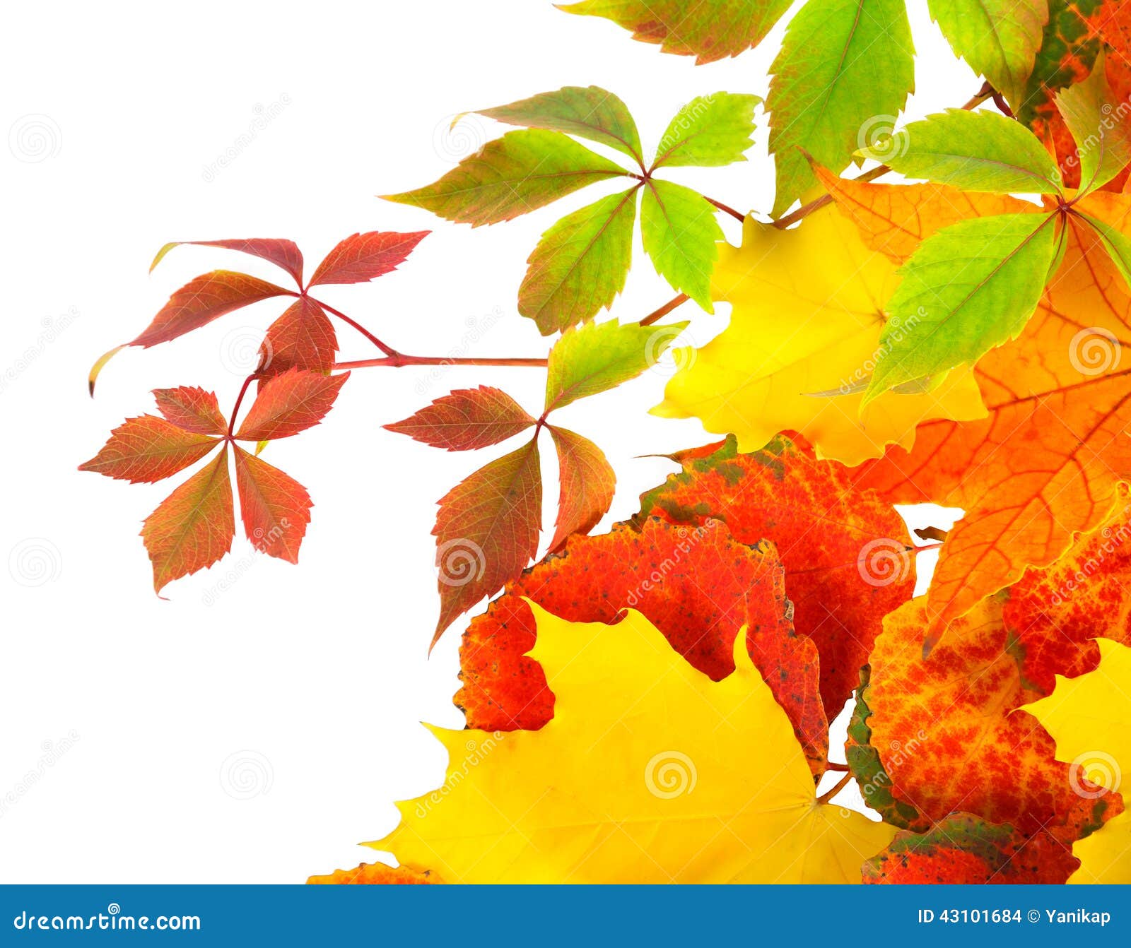Autumn Leaves Isolated on a White Background Stock Photo Image of