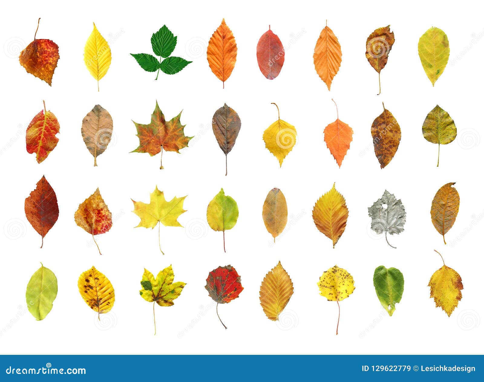 Autumn Leaves Isolated on White Background Stock Image - Image of ...