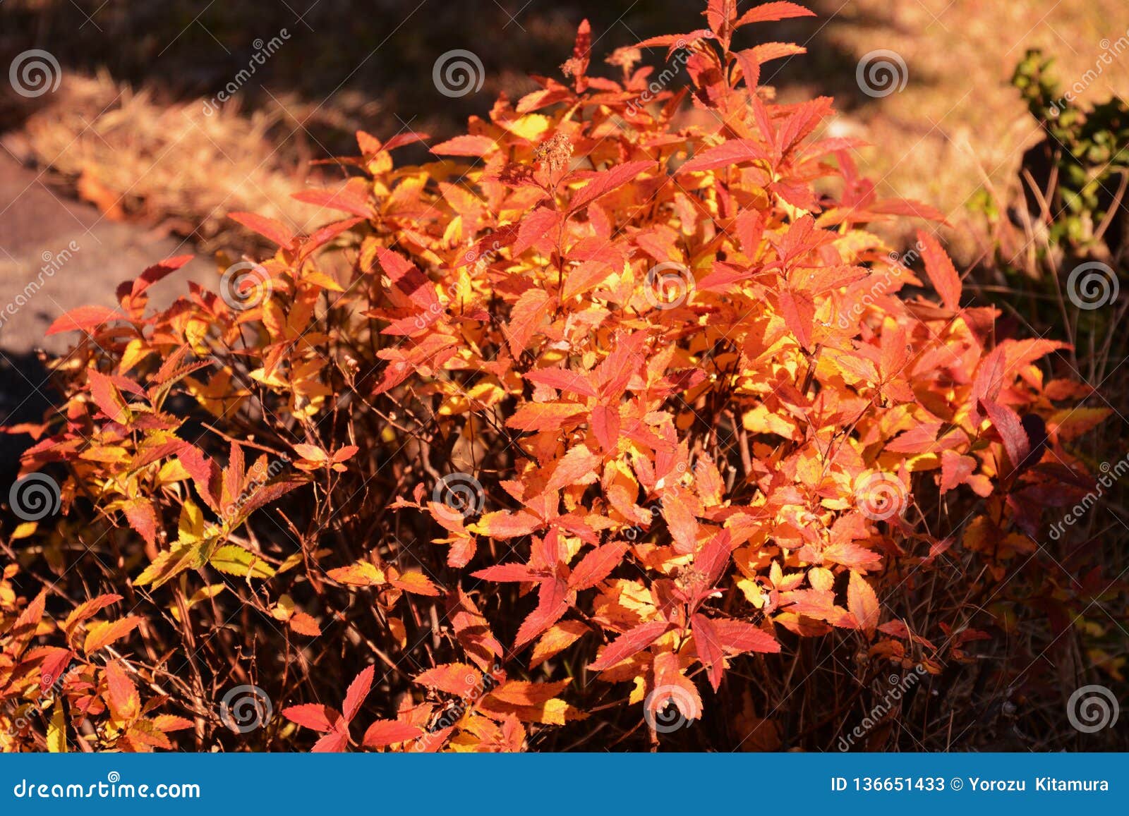 Autumn Leaves Of Japanese Spirea Stock Image Image Of Blossom Natural Autumn Leaves Of Japanese Spirea Stock Image Image Of Blossom Natural