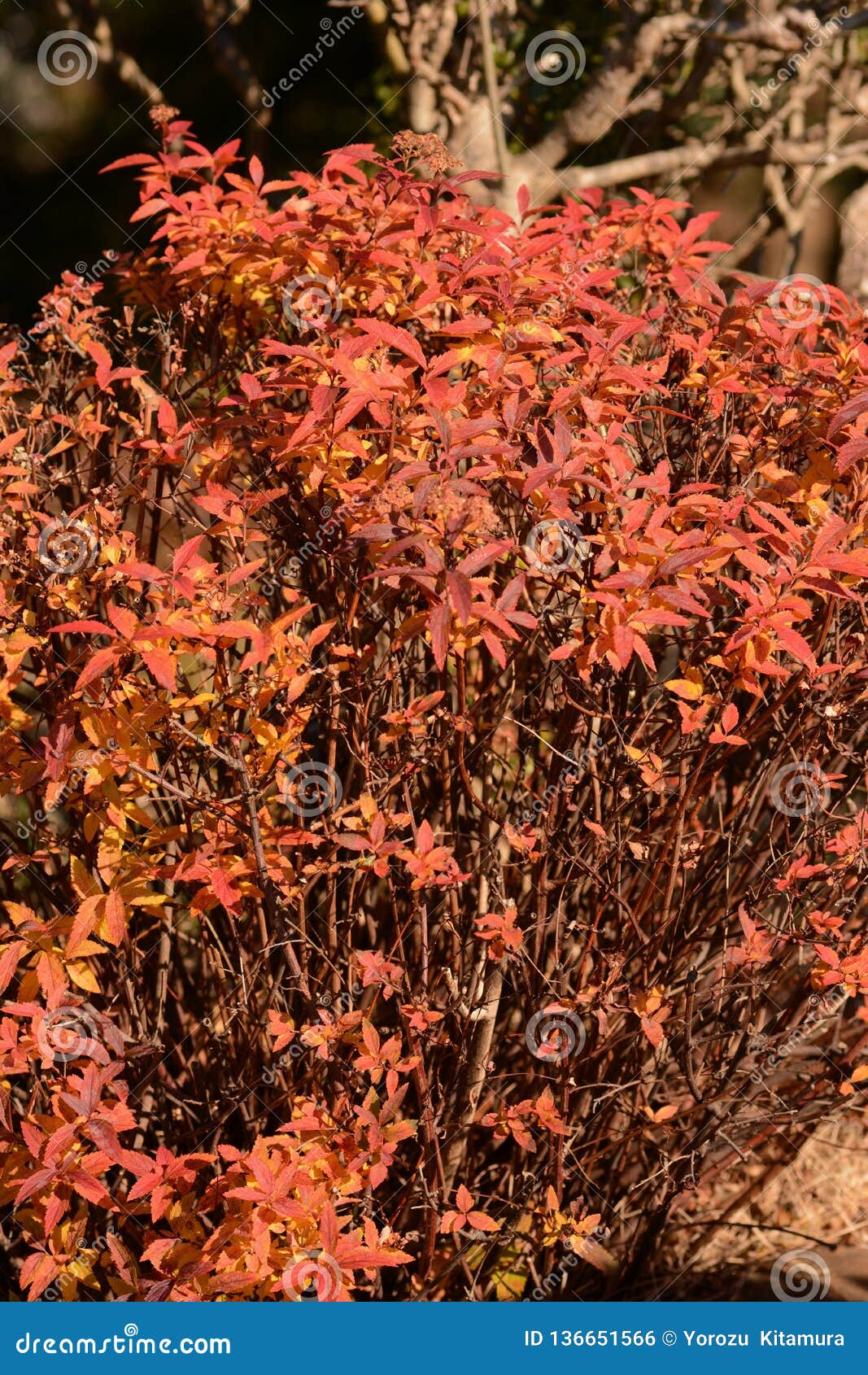 Autumn Leaves Of Japanese Spirea Stock Photo Image Of Leaves Closeup Autumn Leaves Of Japanese Spirea Stock Photo Image Of Leaves Closeup