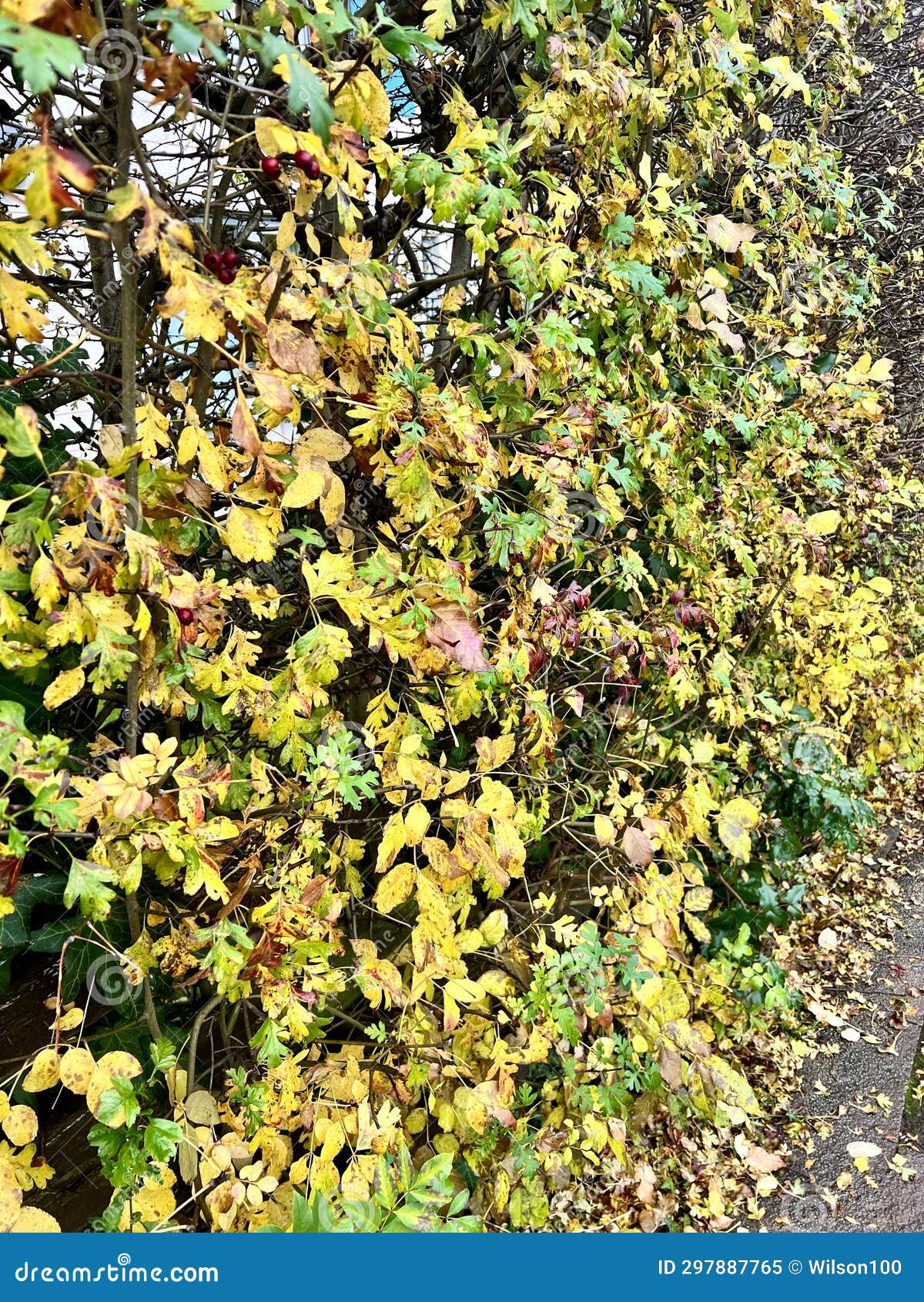 Autumn Leaves stock image. Image of season, hedge, hedges 297887765