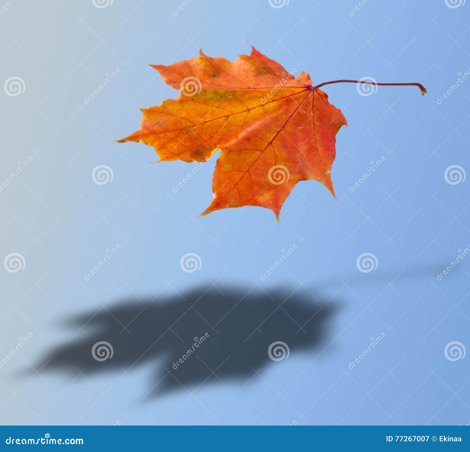 maple tree with 3 lobed leaves maple tree with 3 lobed leaves