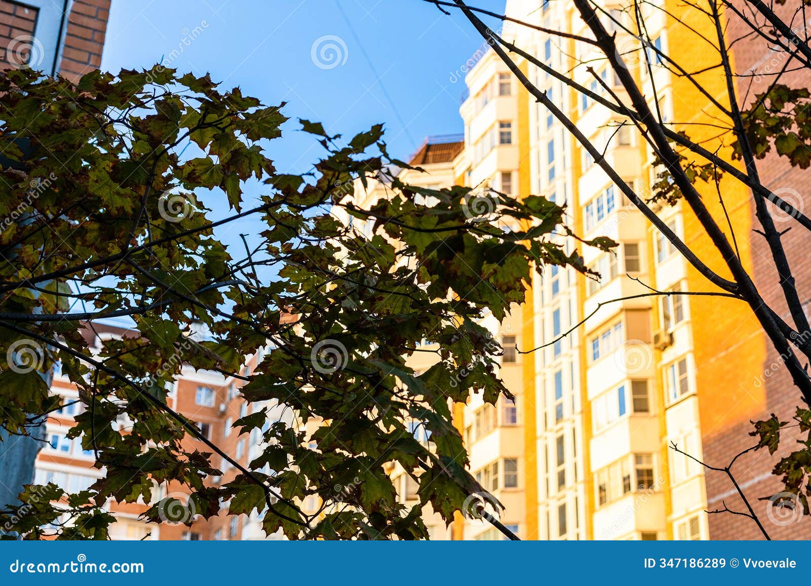 autumn leaves and multi-storey house lit by sun