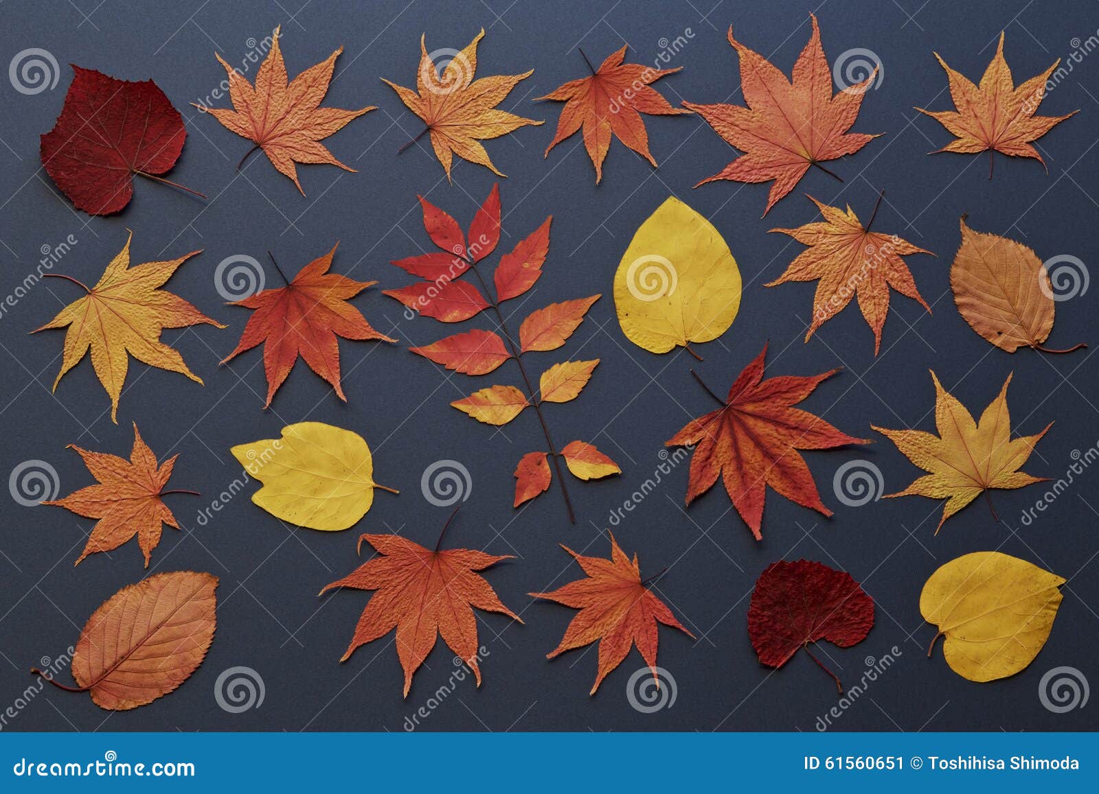 Autumn Leaves on Navy Blue Background Stock Image Image of leafs