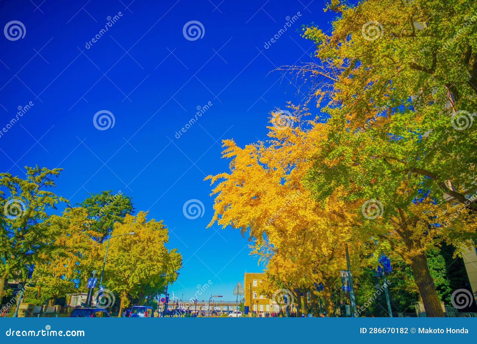 autumn leaves on nippon odori (yokohama city)