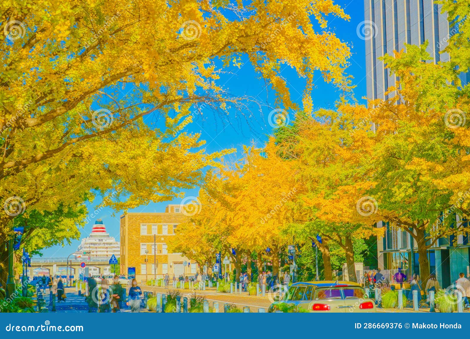 autumn leaves on nippon odori (yokohama city)