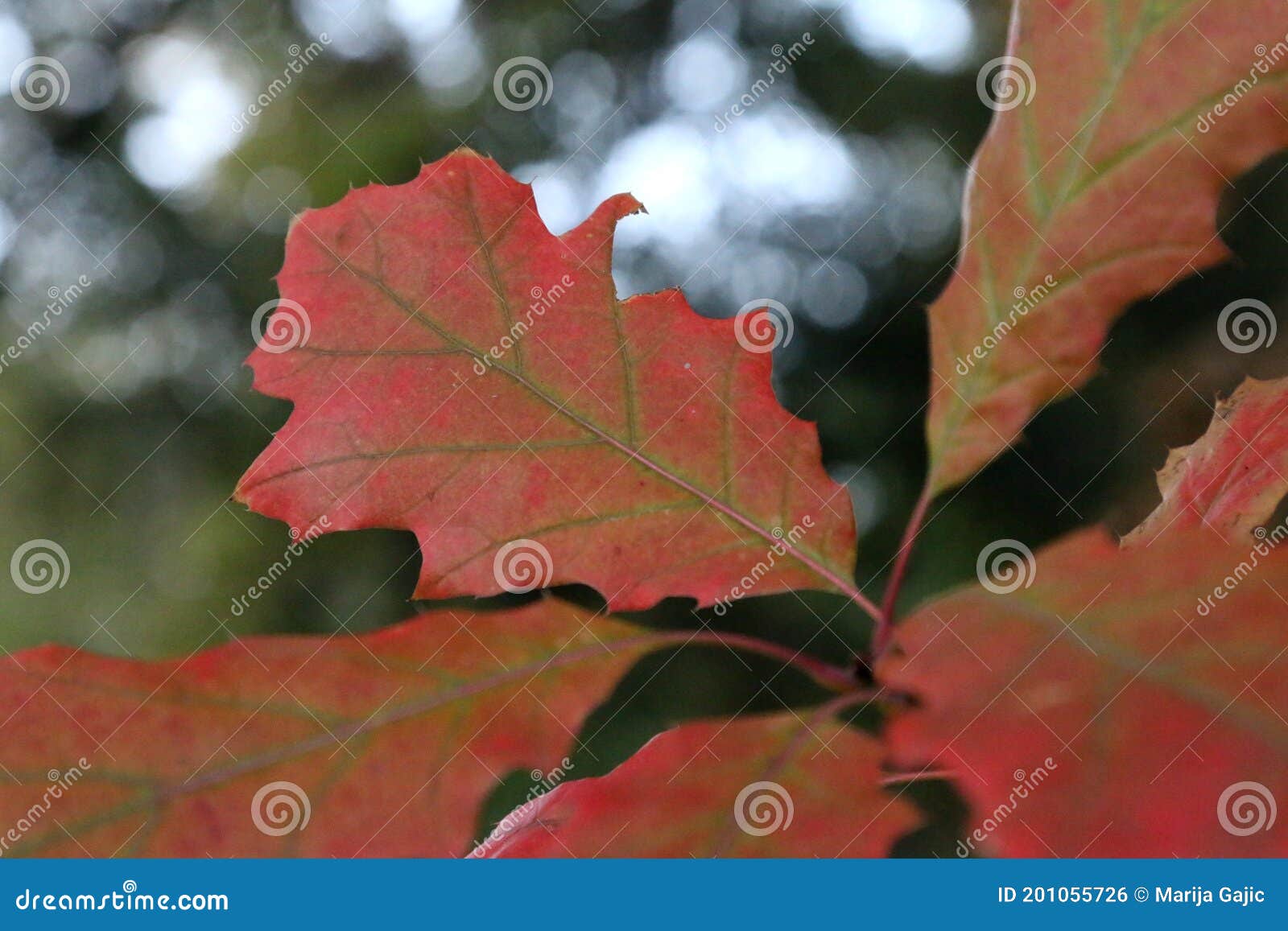 autumn leaves of the northern red oak quercus rubra