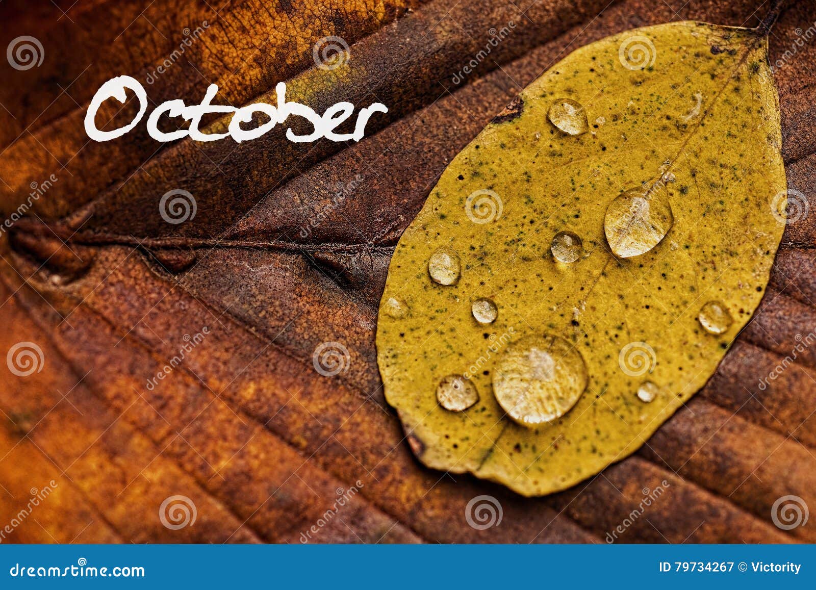 autumn leaves with rain droplets. october concept wallpaper.