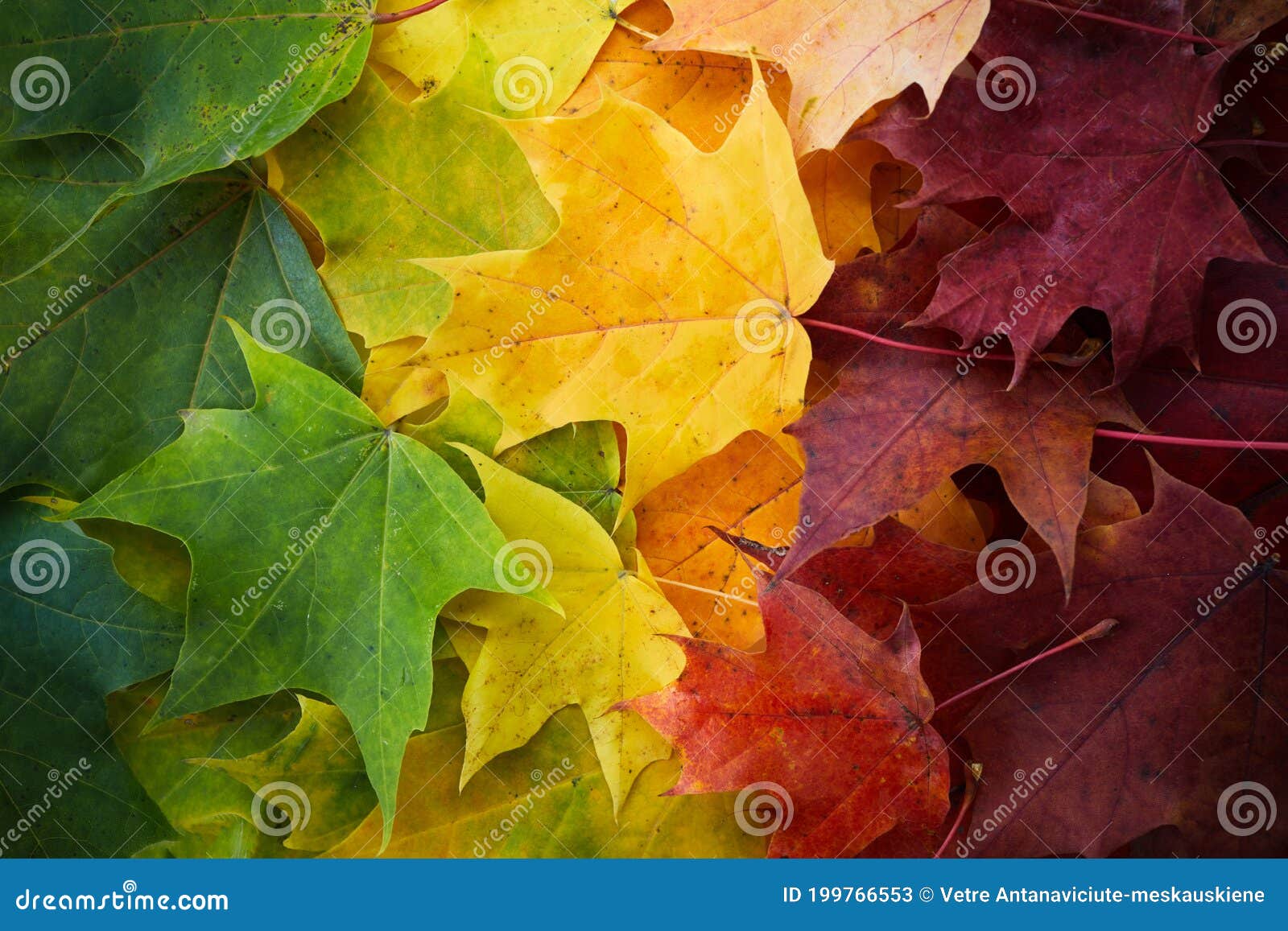 Image Gallery: A Rainbow of Fall Leaves