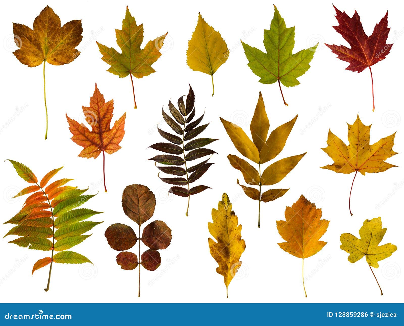 1,933 Leaves Png Stock Photos - Free & Royalty-Free Stock Photos from  Dreamstime