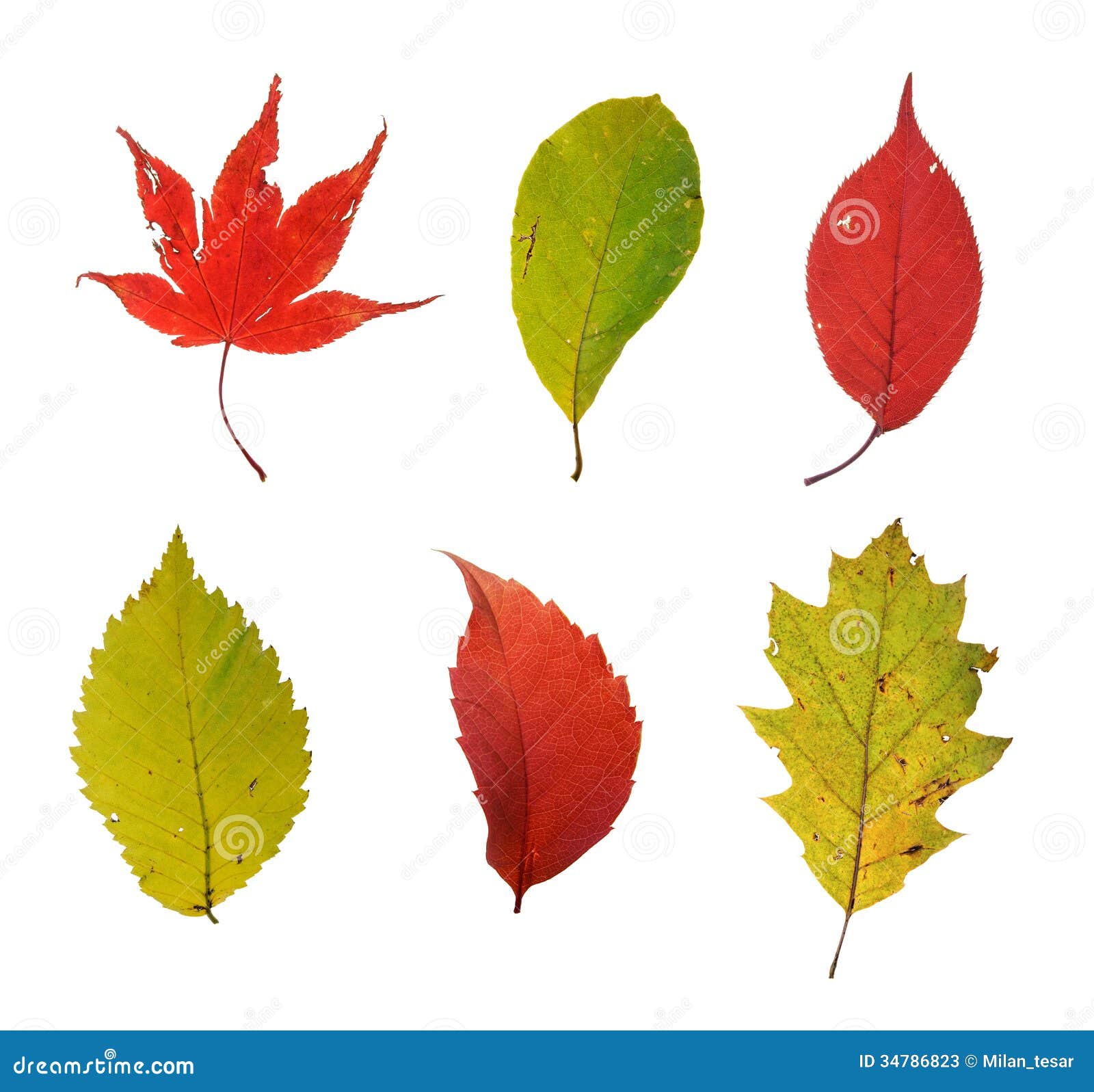 Autumn Leaves Stock Photos - Image: 34786823