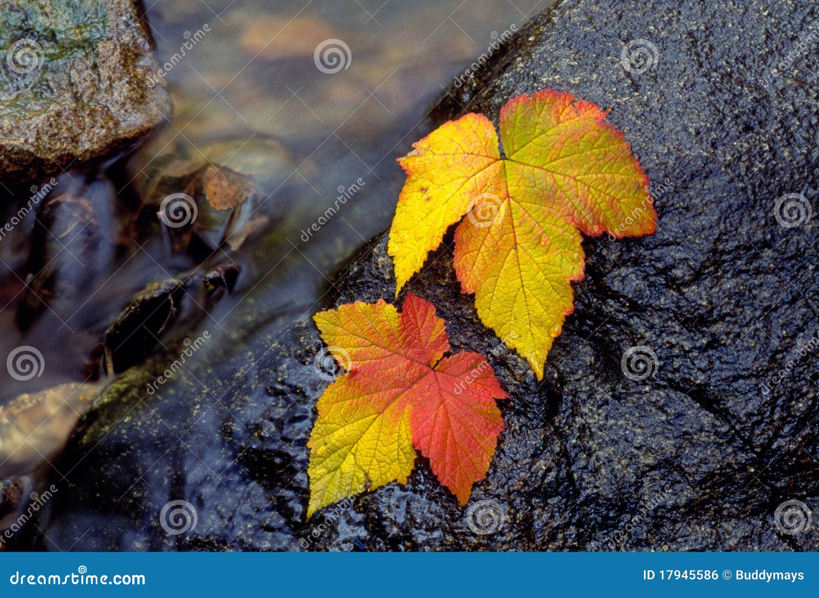 ultra hd 8k 7680x4320 nature photography, leaf, plant part HD