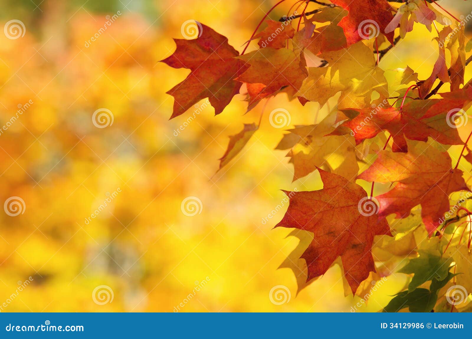 Autumn Leaves On Tree Branch Royalty Free Stock Image ...
