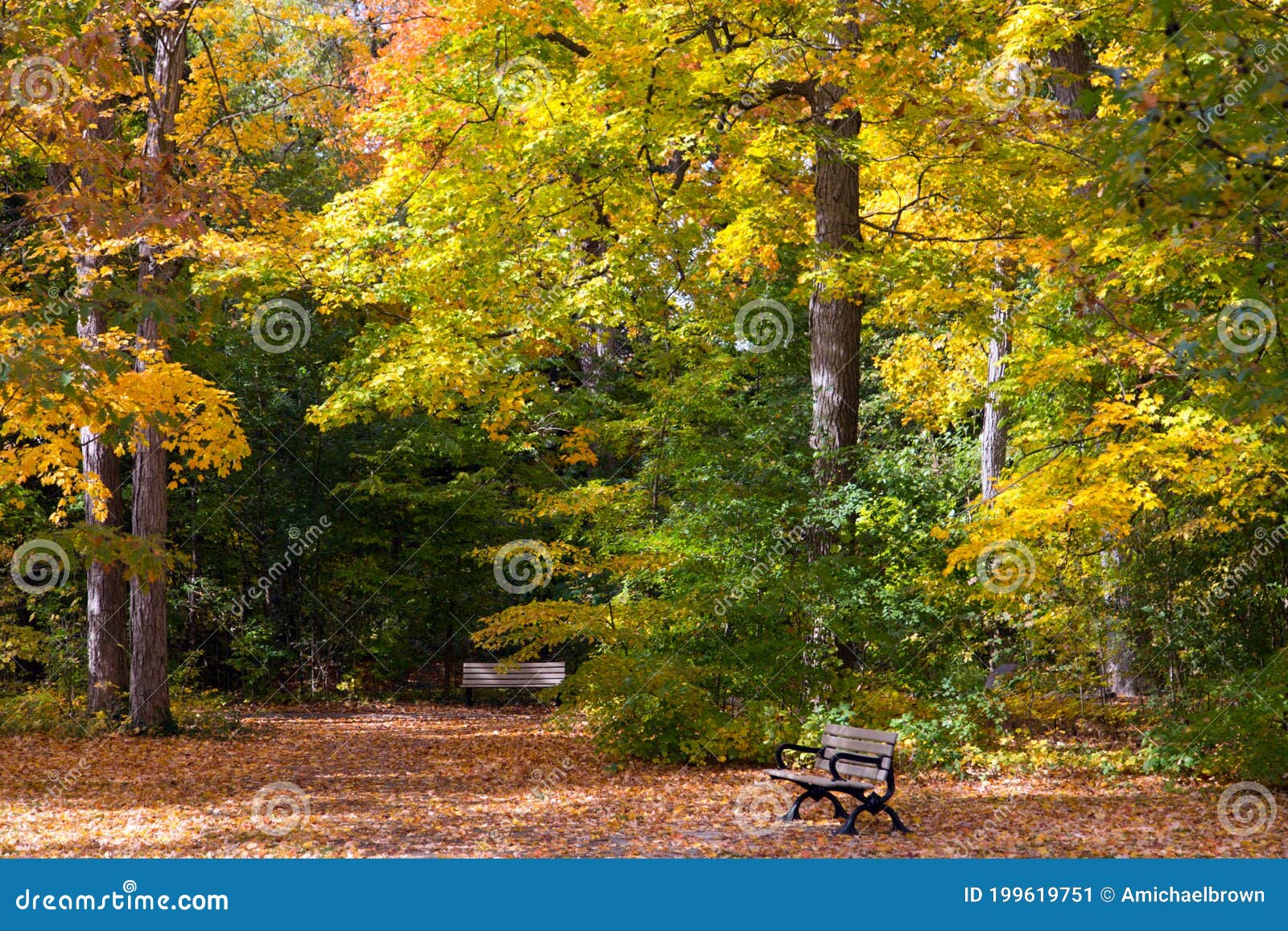 autumn leaves trees park stroll southwestern ontario