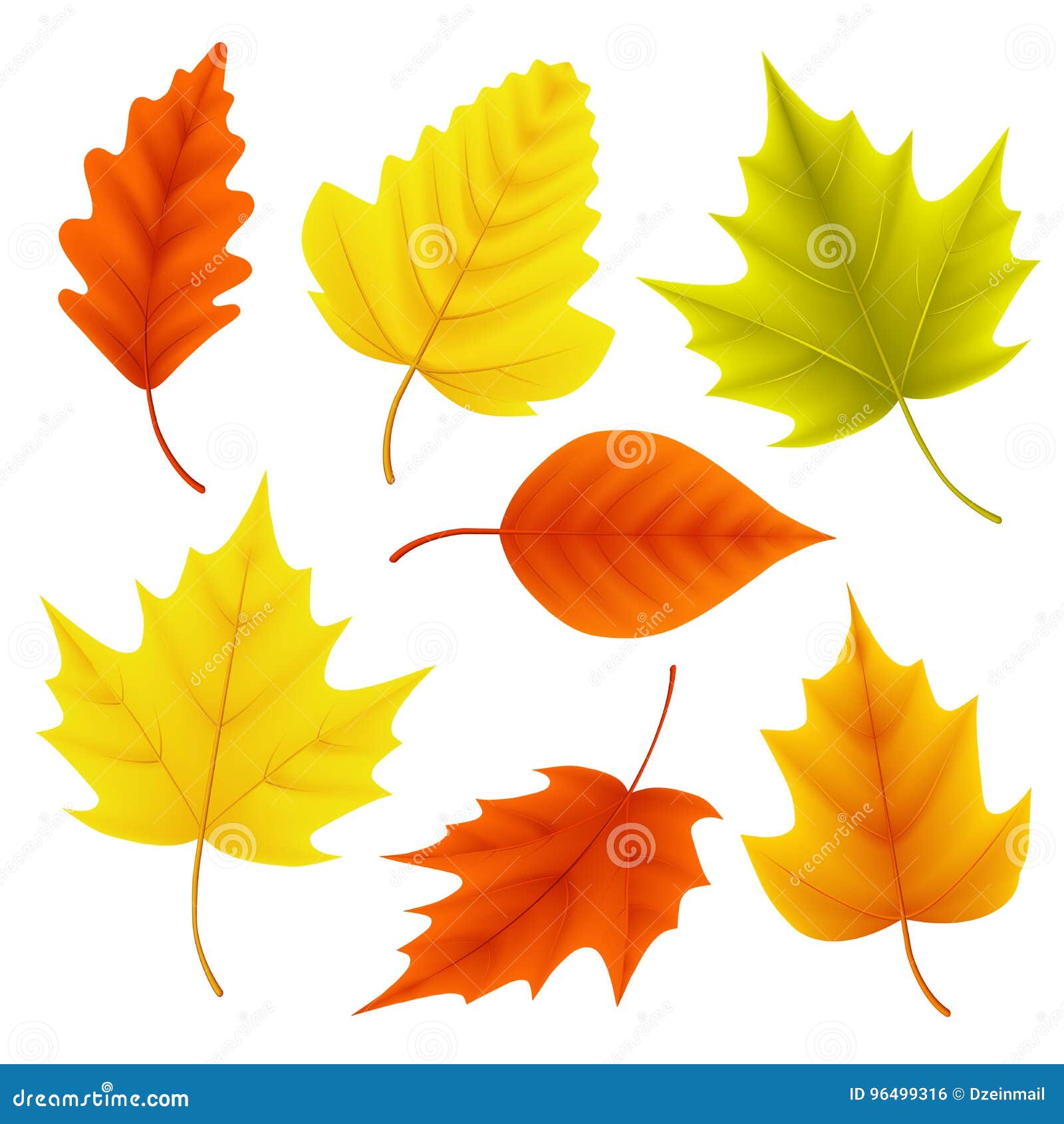 autumn leaves  set for fall seasonal s with maple and oak leaf