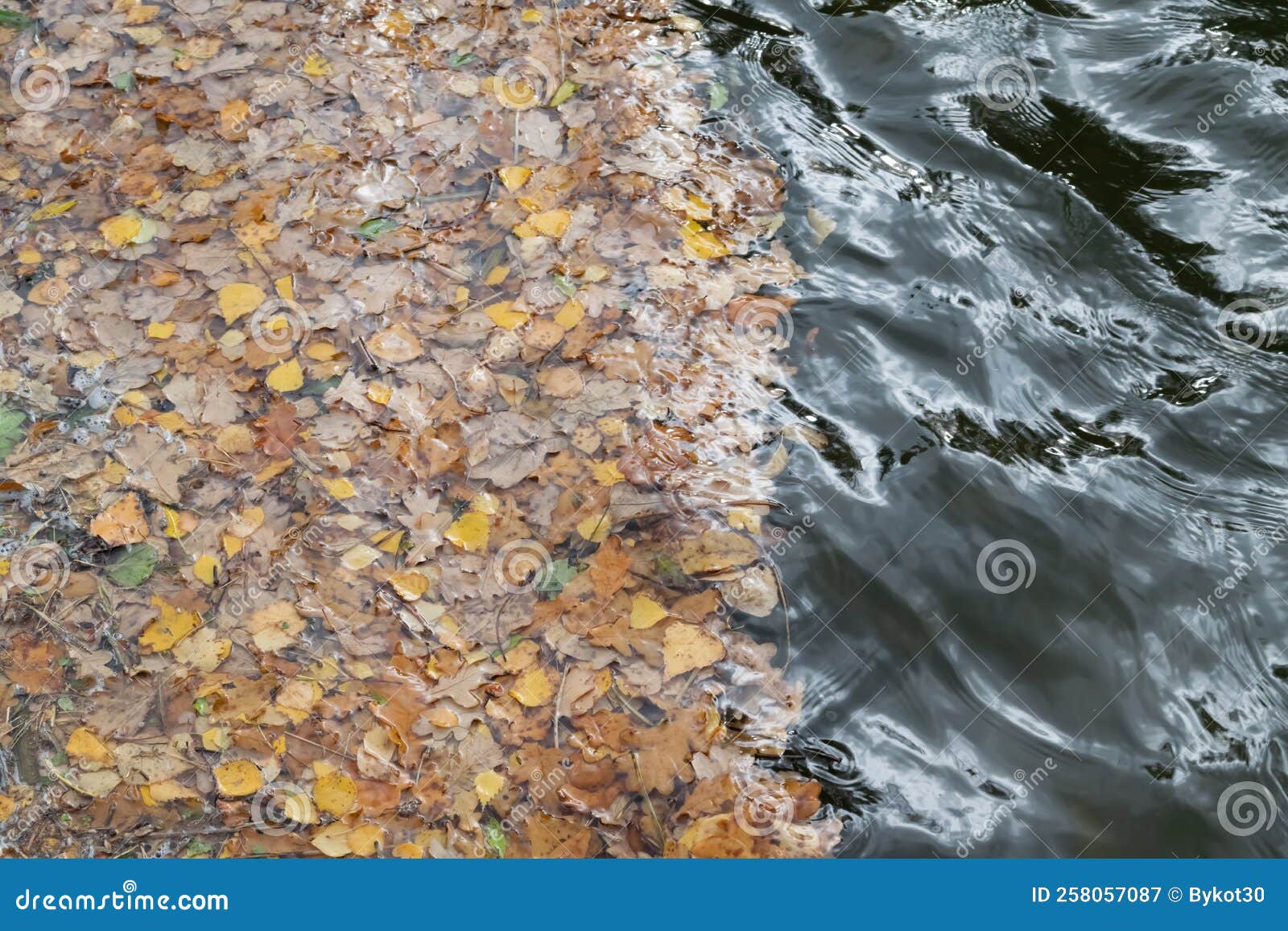 fallen-autumn-leaves-in-the-river-stock-image-image-of-environment